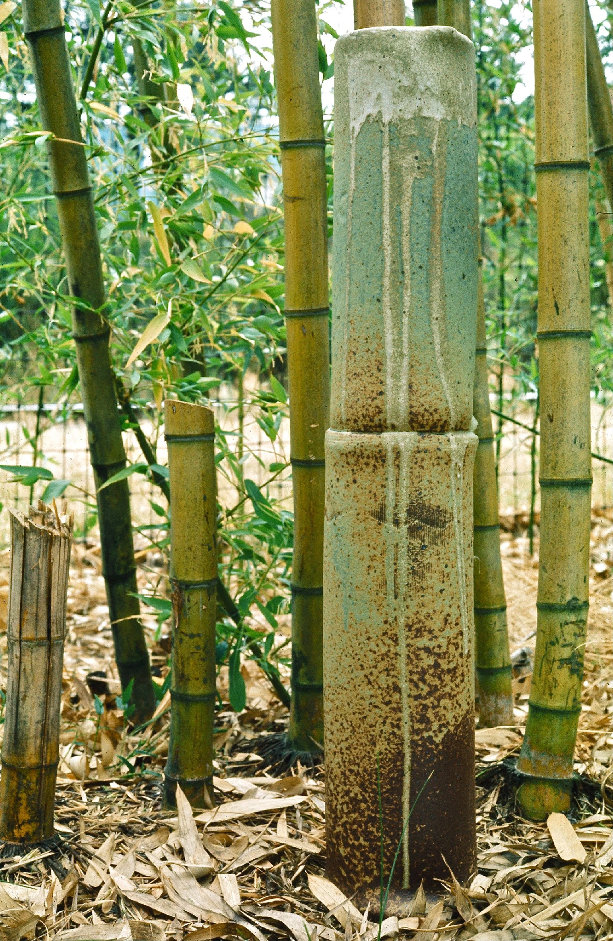 Close-up of a rusty bamboo support with a concrete post in a bamboo grove, surrounded by bamboo stalks and fallen leaves.