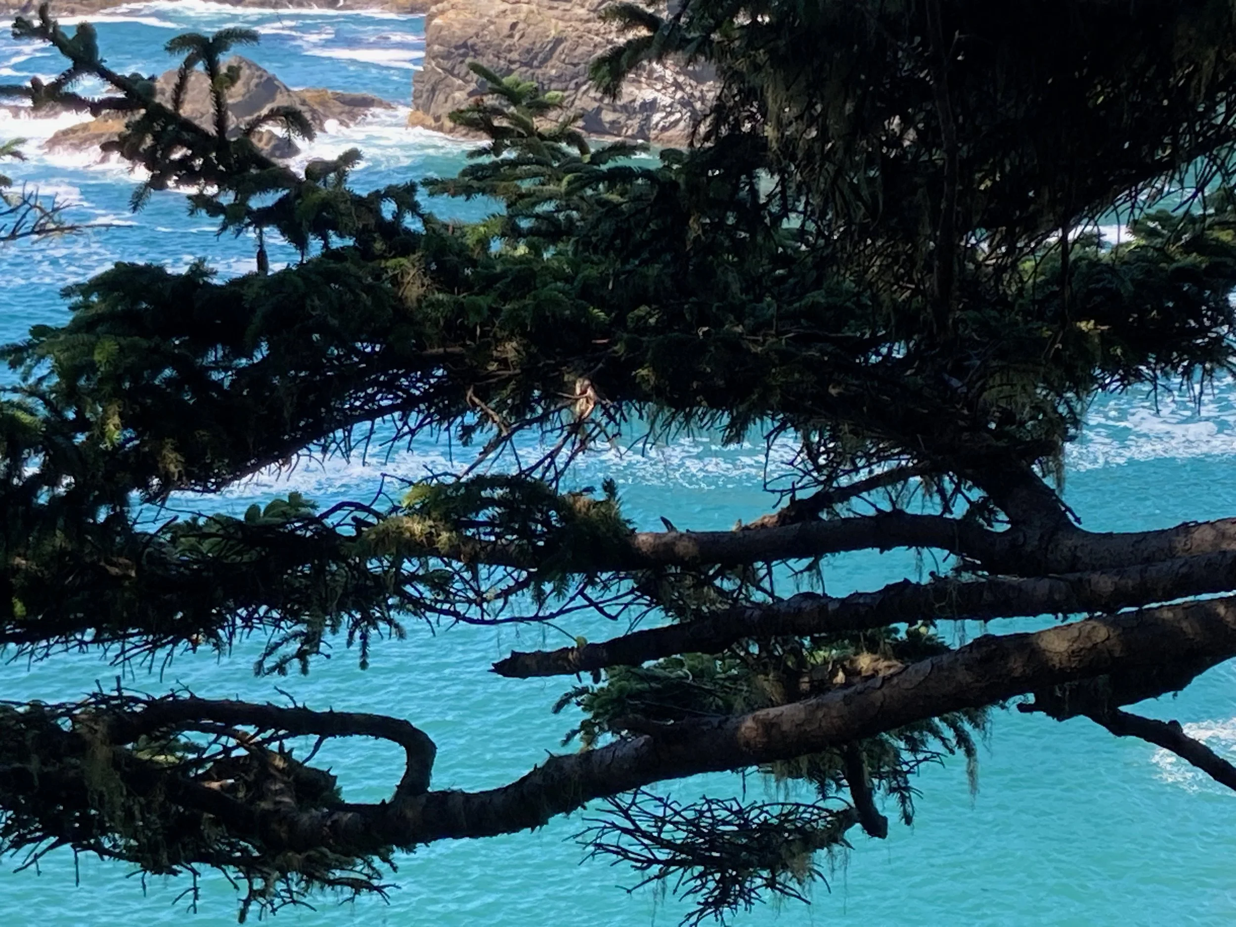 Ocean view with waves hitting rocks, partially obscured by tree branches and pine needles.