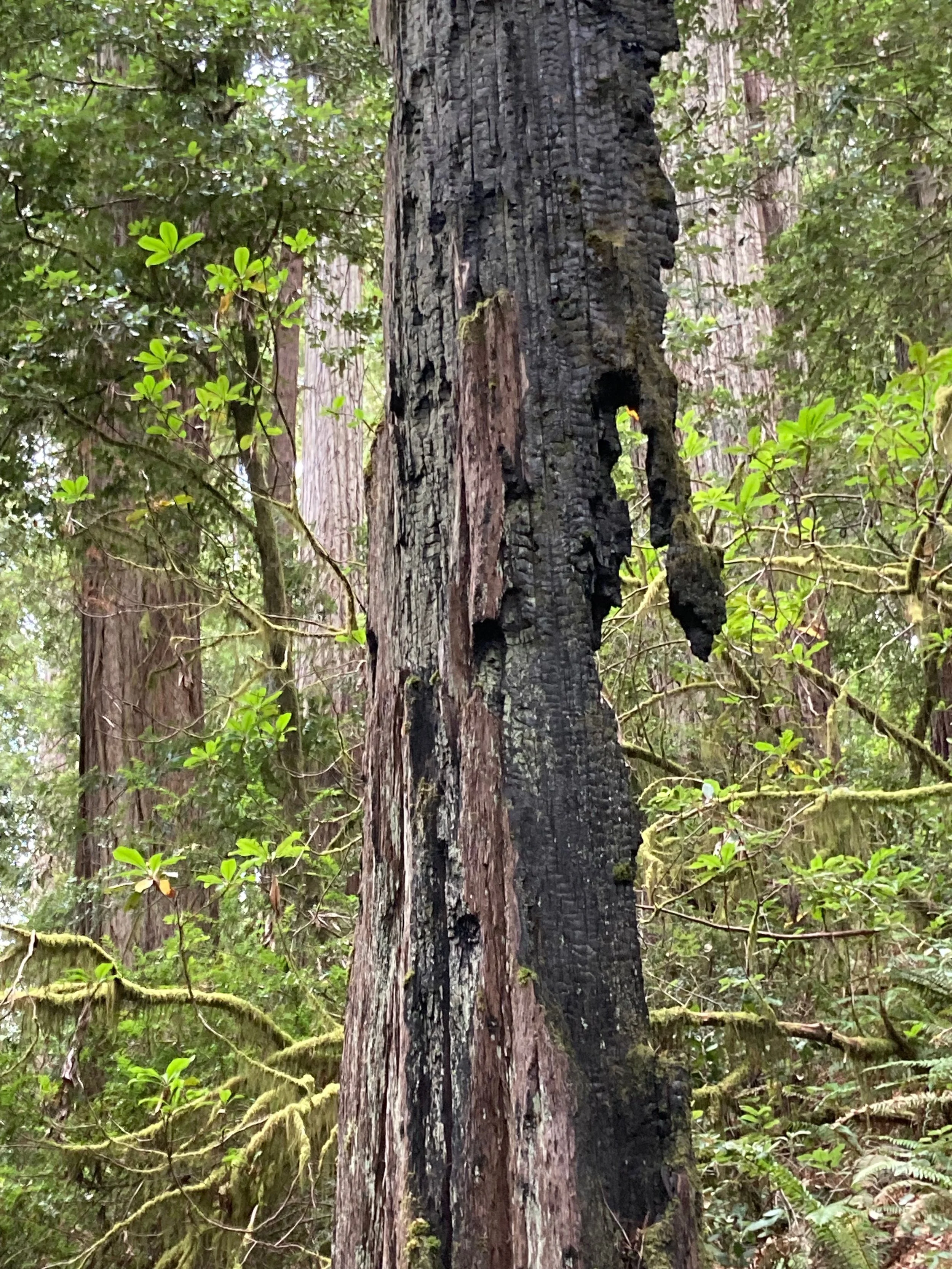 Close-up of a burnt tree trunk in a forest surrounded by green foliage and moss.