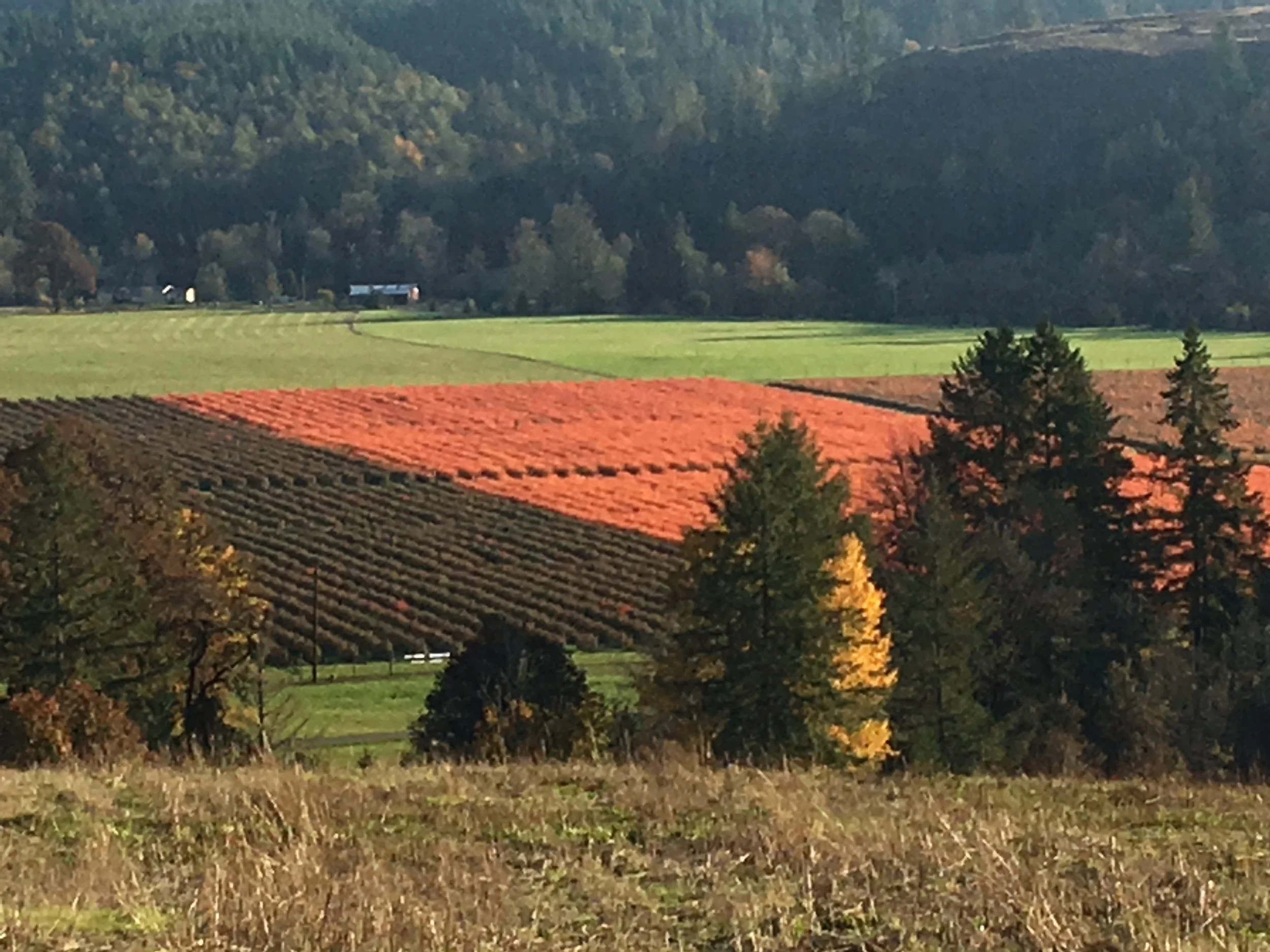 Rolling hills with colorful fields, trees with fall foliage, some houses in the distance.
