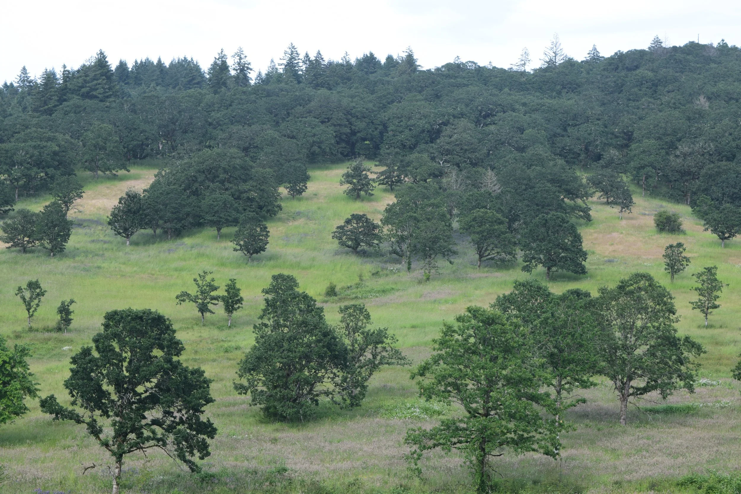 A scenic view of a green hillside covered with numerous trees and grass, with a dense forest in the background under a cloudy sky.