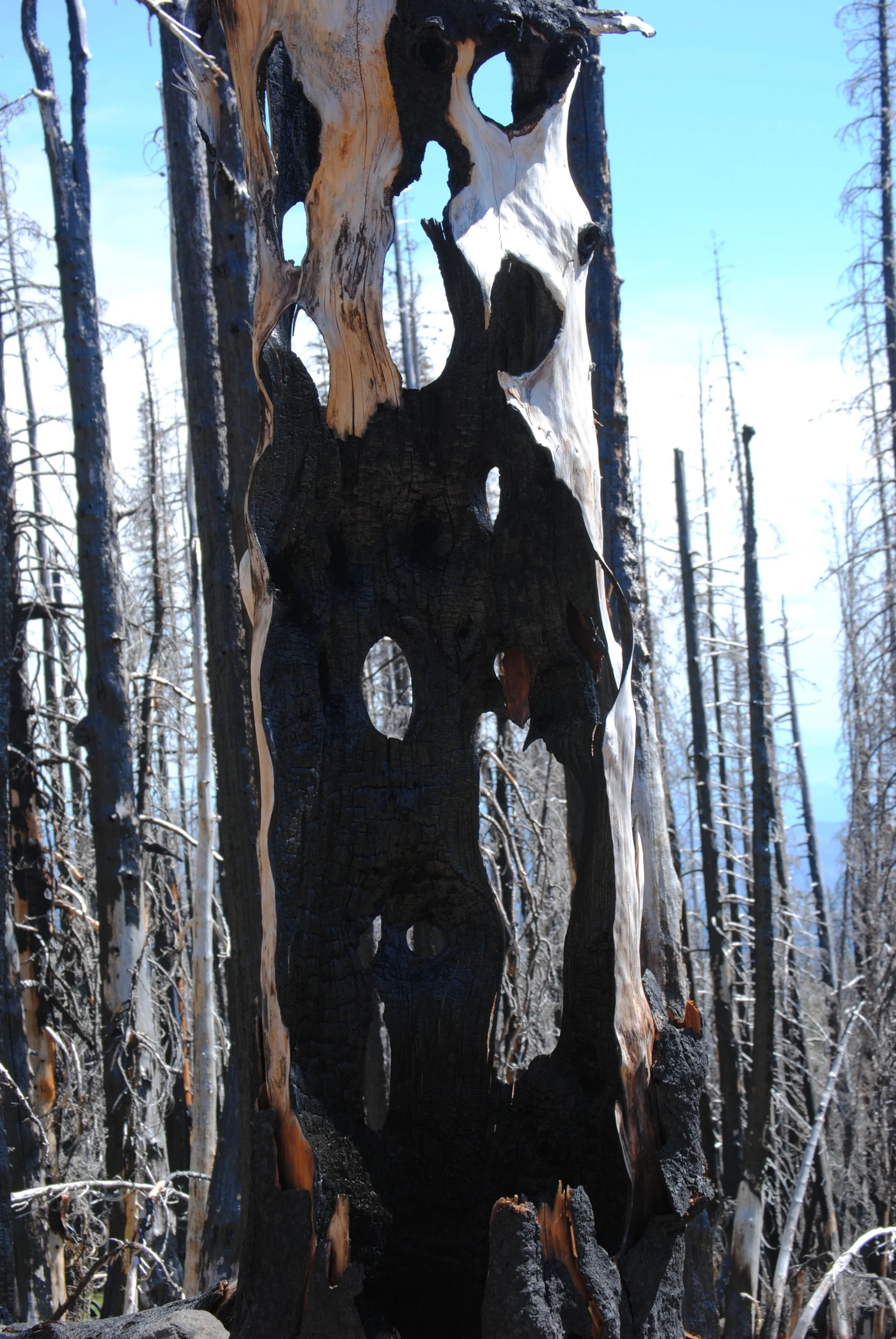 Burned tree trunk in a forest with charred bark and a carved hole, surrounded by leafless trees under a blue sky.