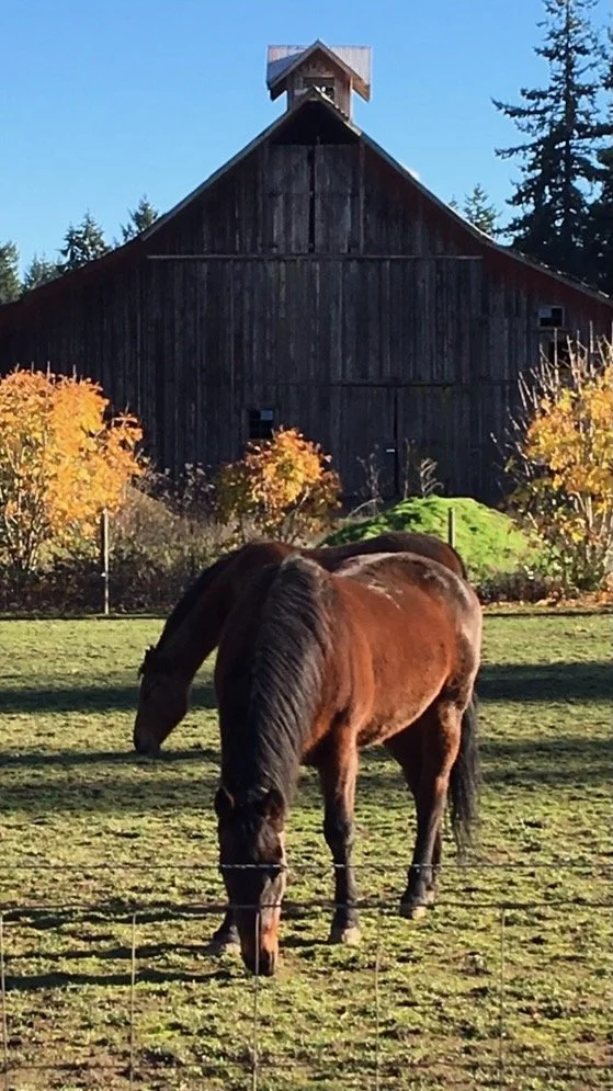 A brown horse grazing in a fenced field with a rustic barn, colorful trees, and evergreens in the background under a blue sky.