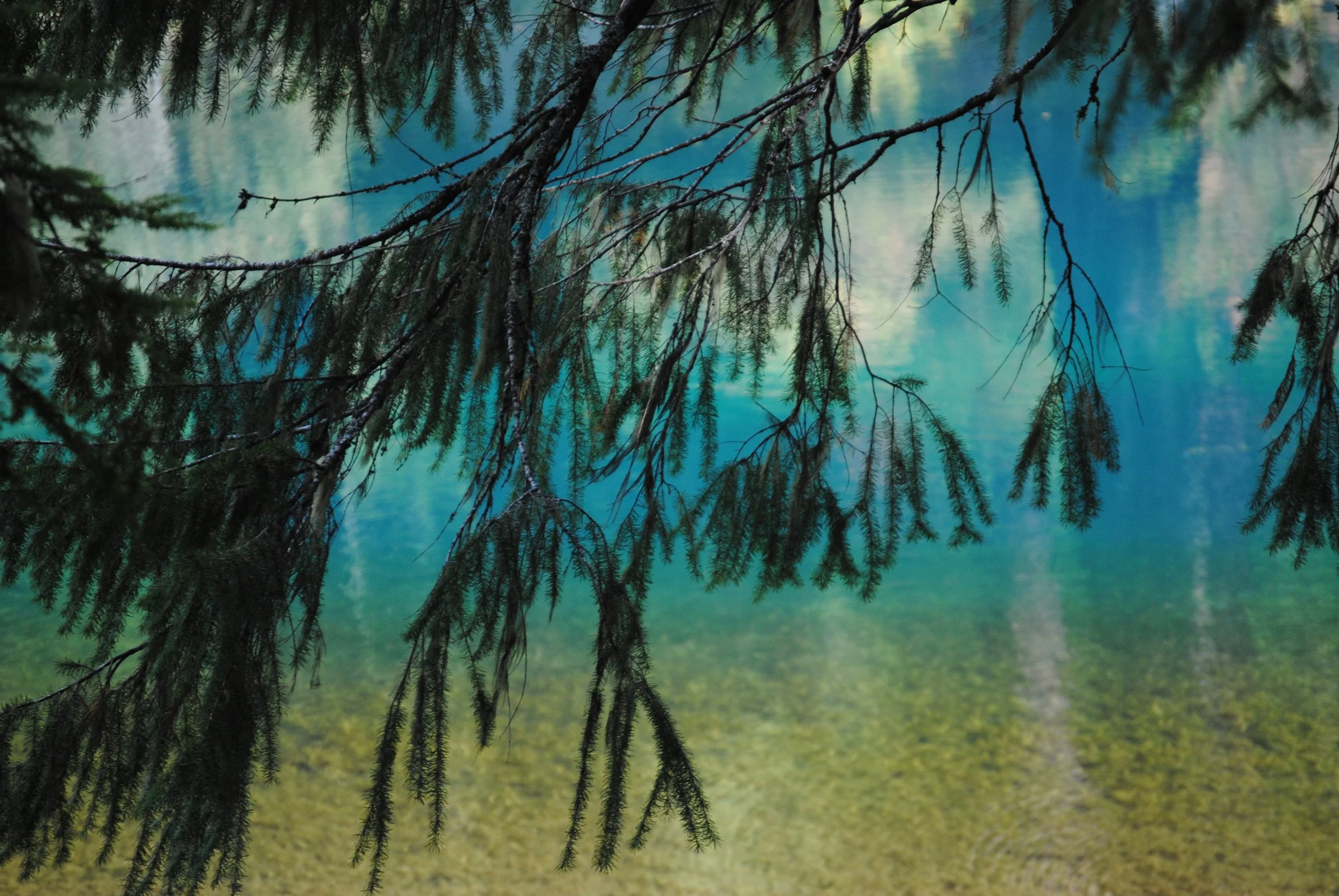 Overhanging tree branches with pine needles above a calm lake reflecting the sky and surrounding trees