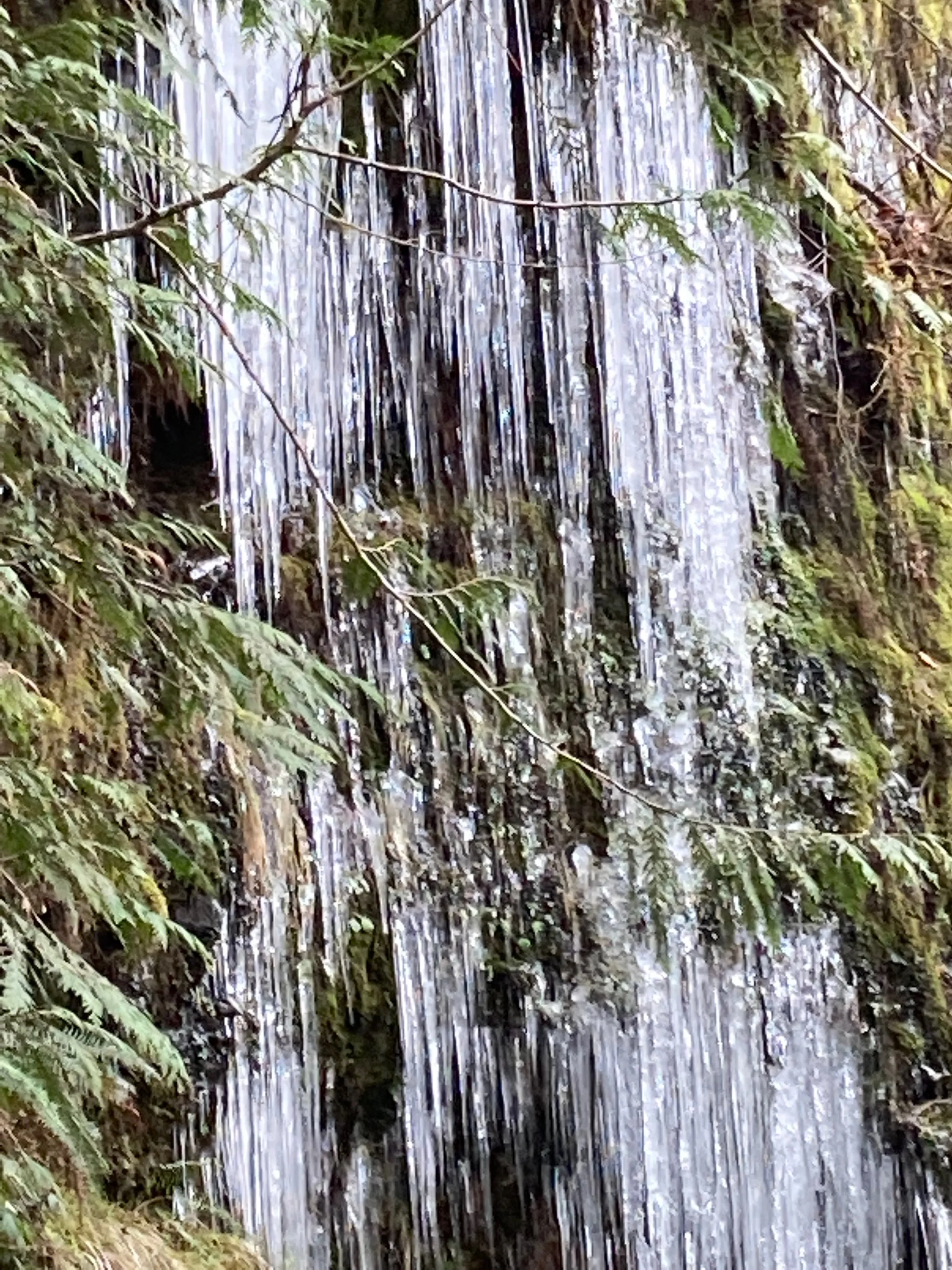 Icicles hanging on a rock face surrounded by green moss and ferns.