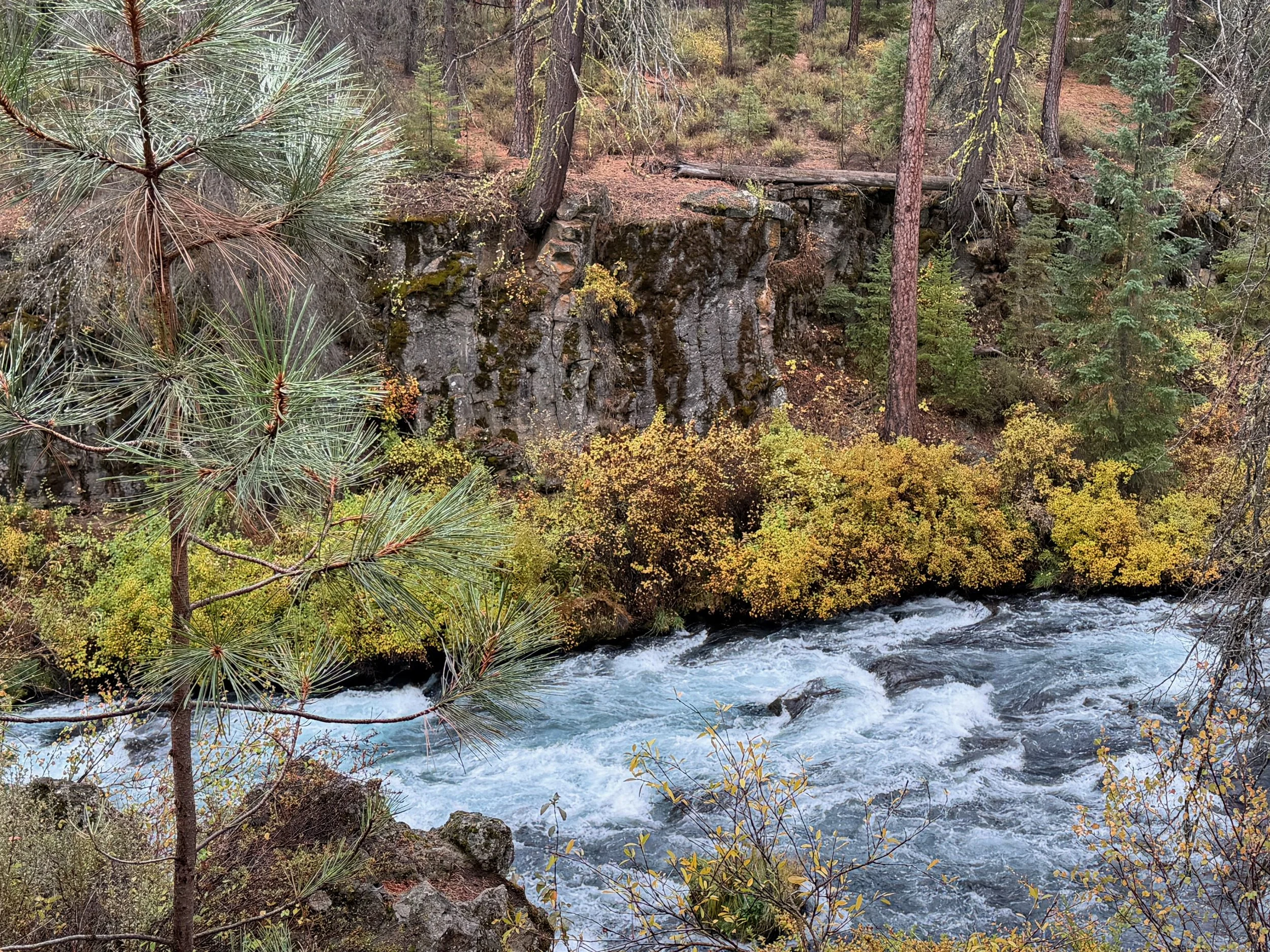 A river flowing through a forest with yellow and green foliage, moss-covered rocks, and tall trees along the bank in an outdoor natural setting.