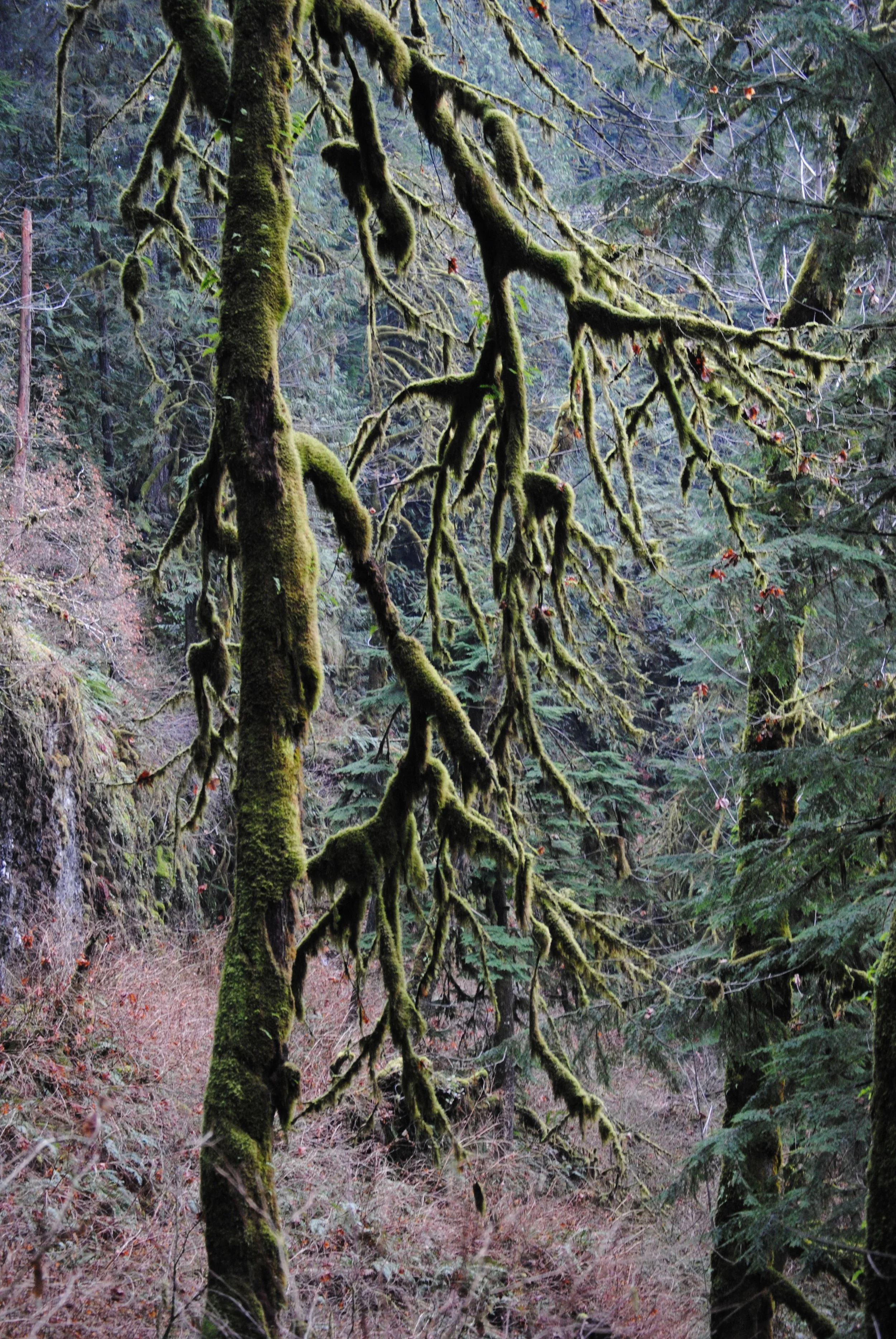 A moss-covered tree branch in a dense forest with various green trees in the background.