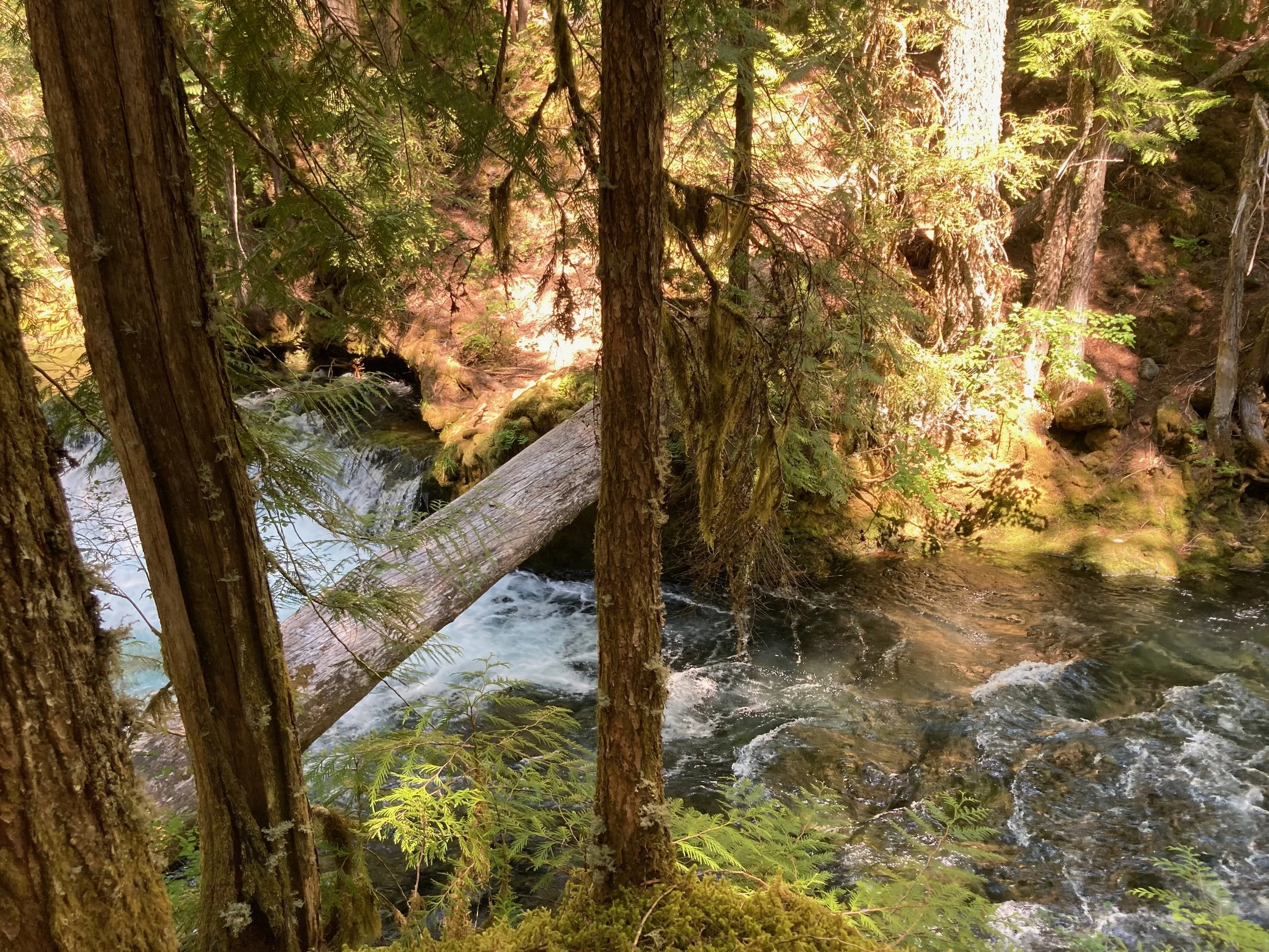 A forest stream flowing under fallen logs and surrounded by trees and green foliage.
