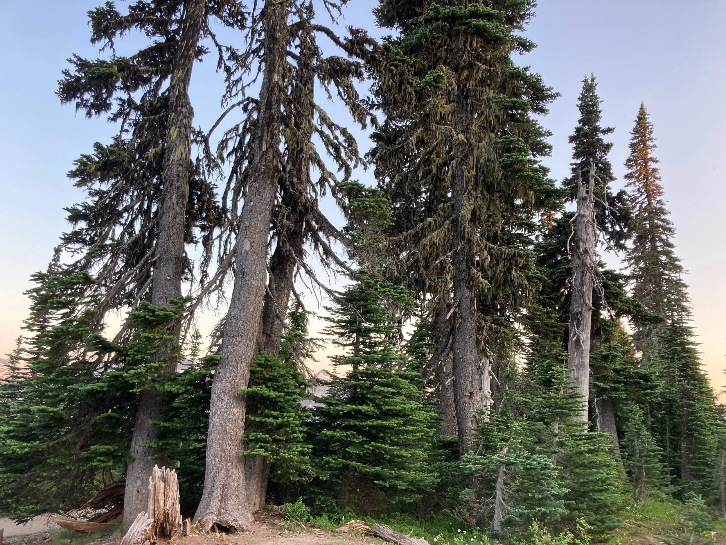 Tall pine trees in a forest with green foliage and a clear sky in the background.