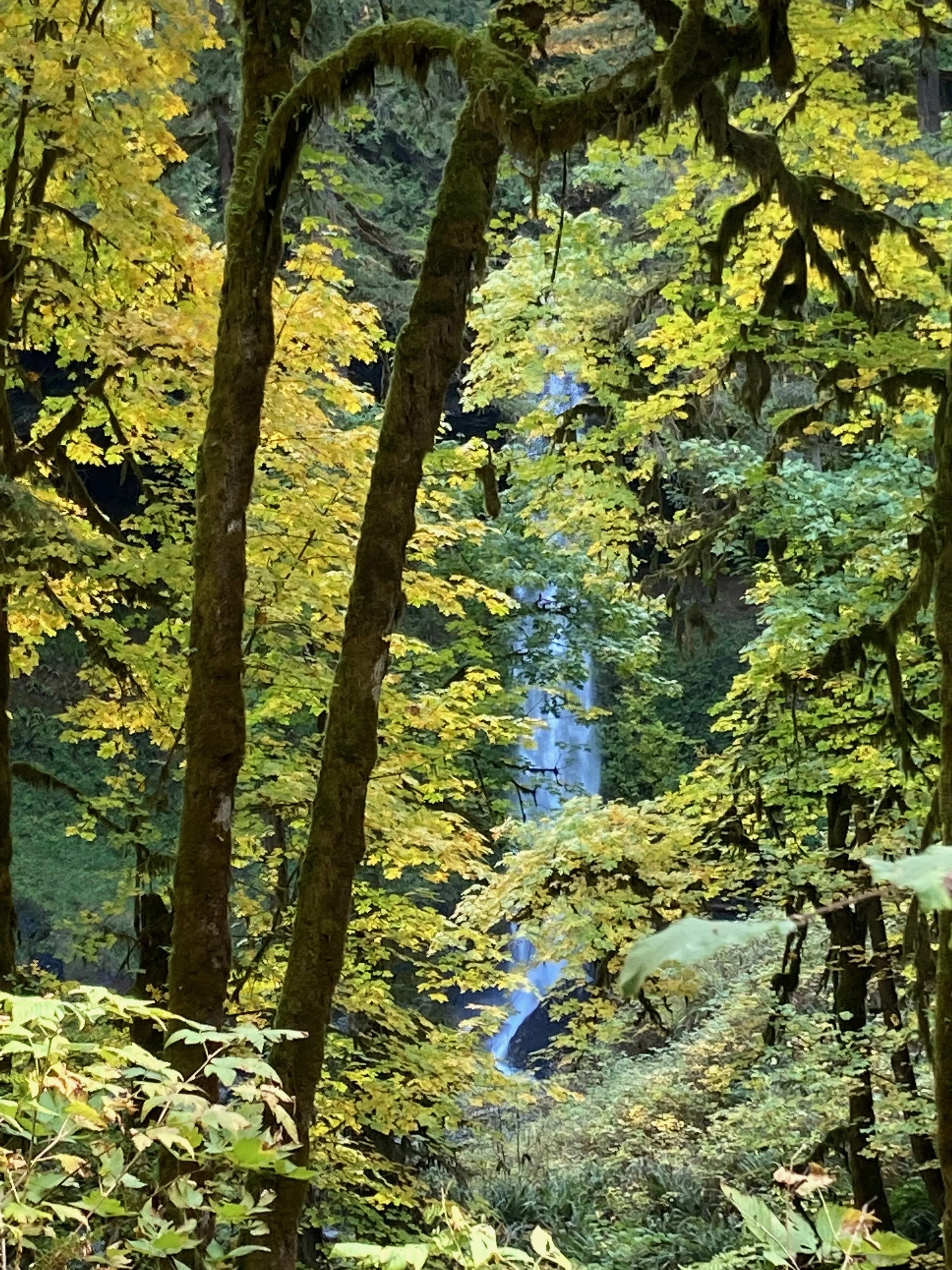 A lush, green forest with trees covered in moss and yellowing leaves. A faint waterfall can be seen in the background through the trees.