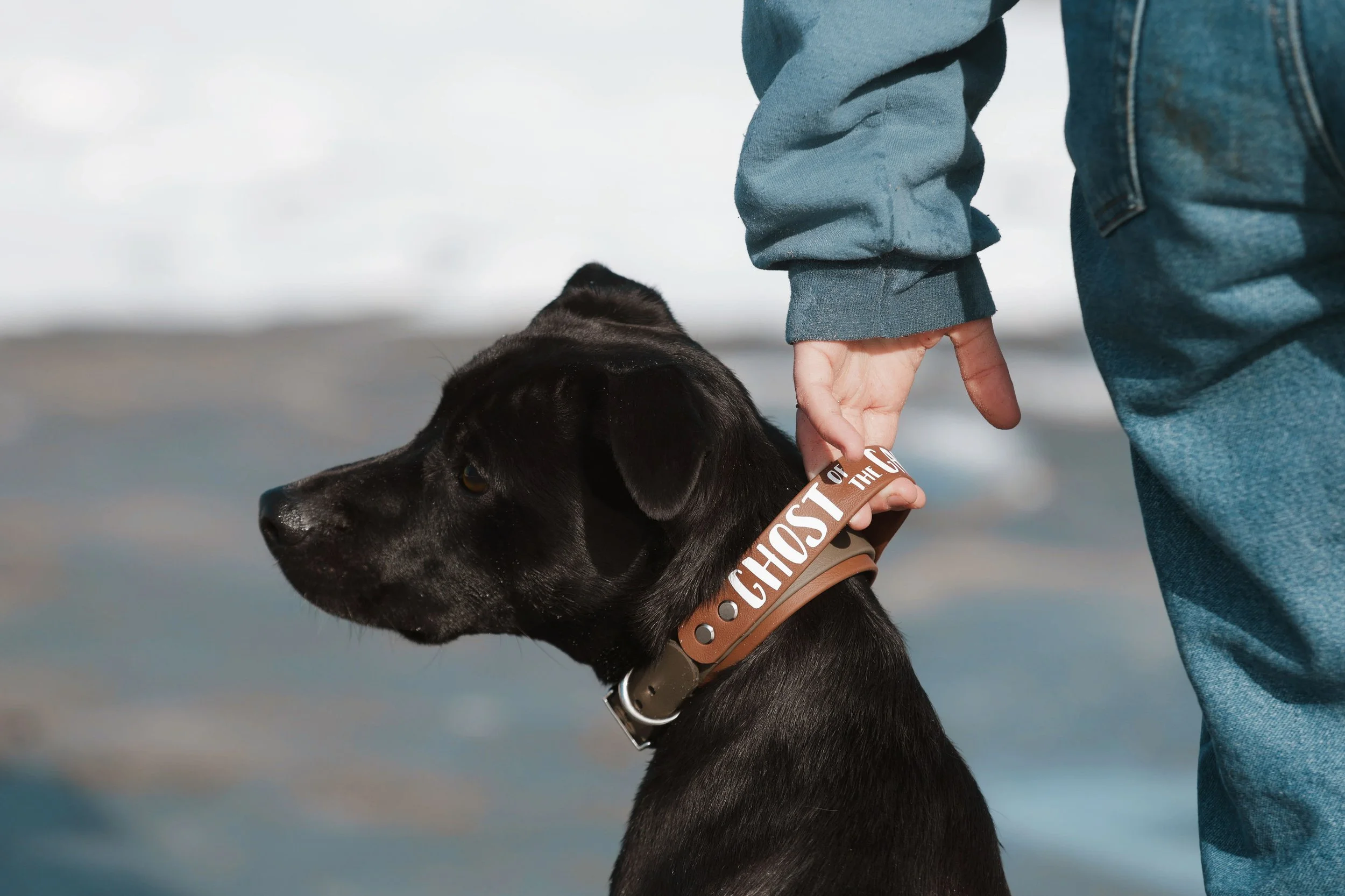 A person's hand holding the handle of a handle collar on a black mixed breed dog with an ocean in the back.