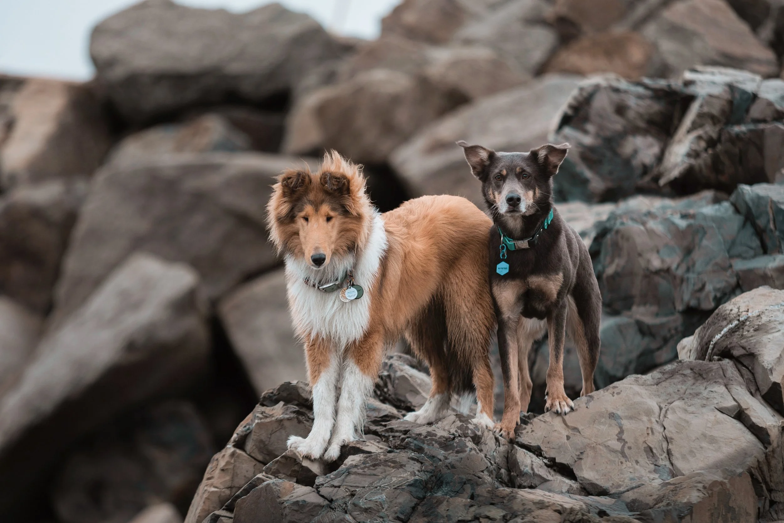 A sable and white rough collie and a grey and tan shepherd mix standing together on rocks.