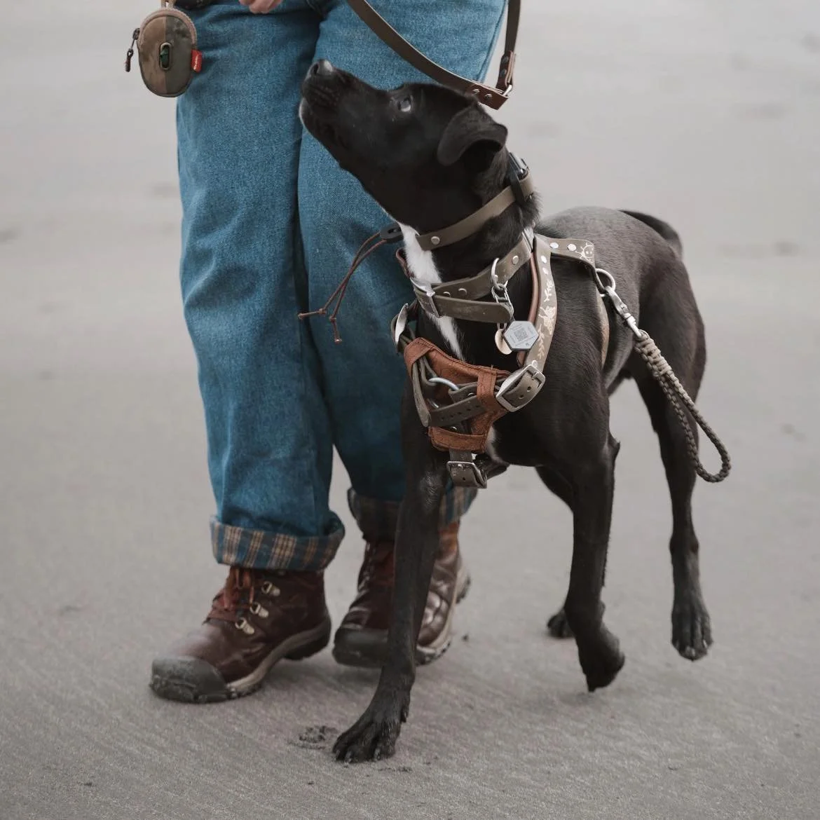 A black dog with a white chest wearing a harness, looking up at a person standing next to it on a sandy surface.