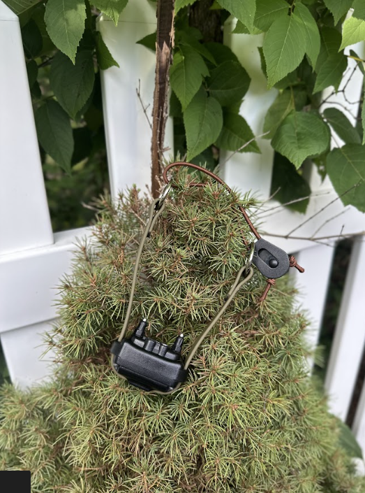 E-collar Bungee Strap