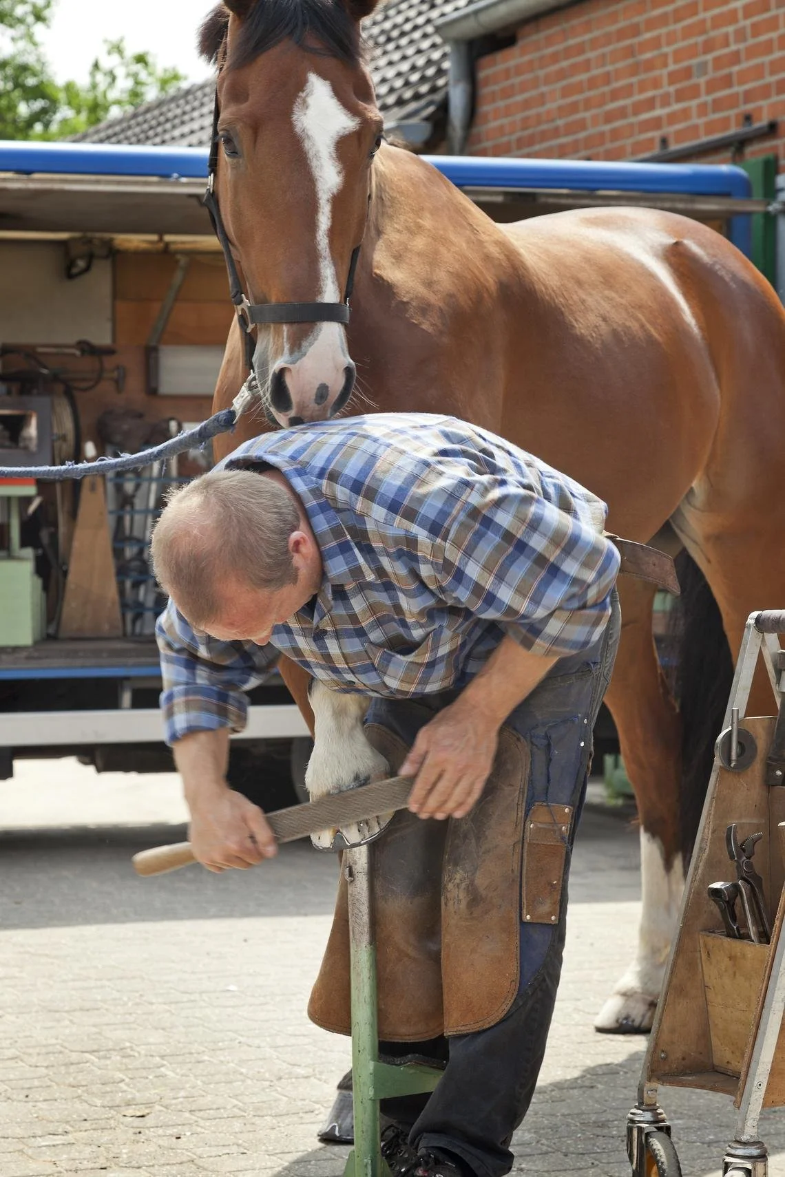 A man in plaid shirt and leather apron shoeing a brown and white horse, with the horse's head nearby.