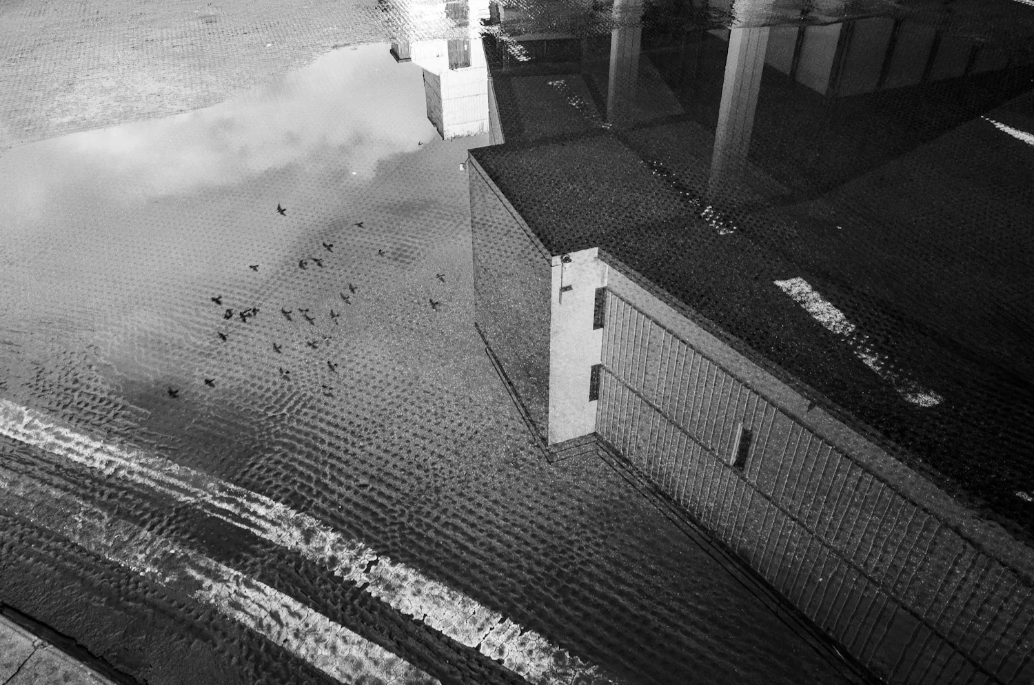 Birds flying over a flooded street with reflections of buildings on the water, black and white photo.