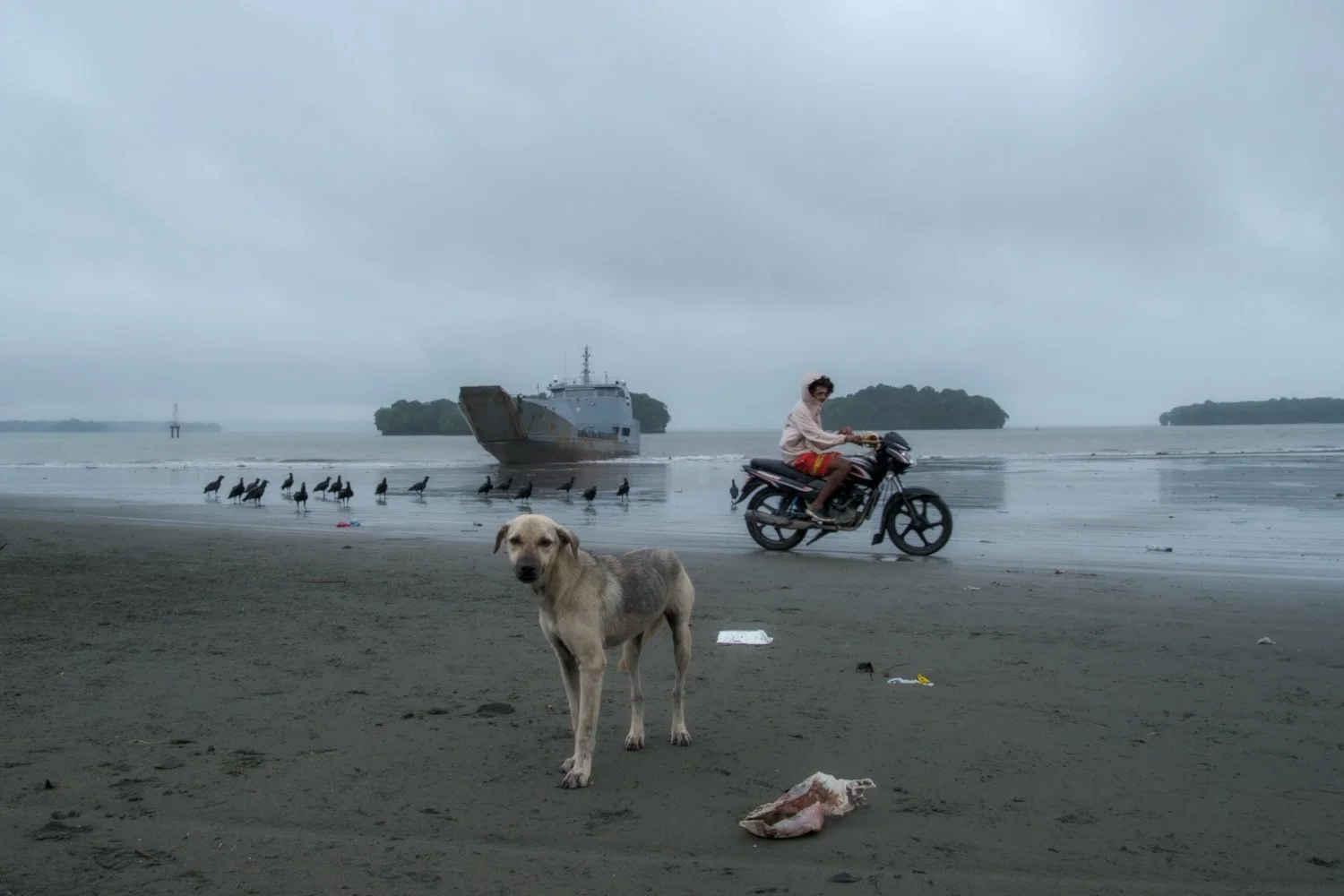 A beach scene on a cloudy day with a dog in the foreground, a person riding a motorcycle, a boat in the water, and a line of birds along the shoreline.