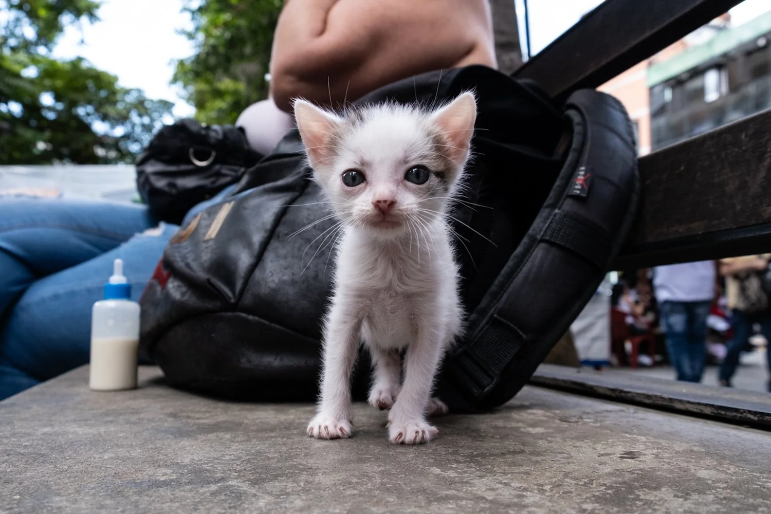 A small white kitten with some gray markings on its head and ears, standing on a concrete surface outdoors. The kitten is in front of a black backpack and a bottle of milk, with a background of trees and people.