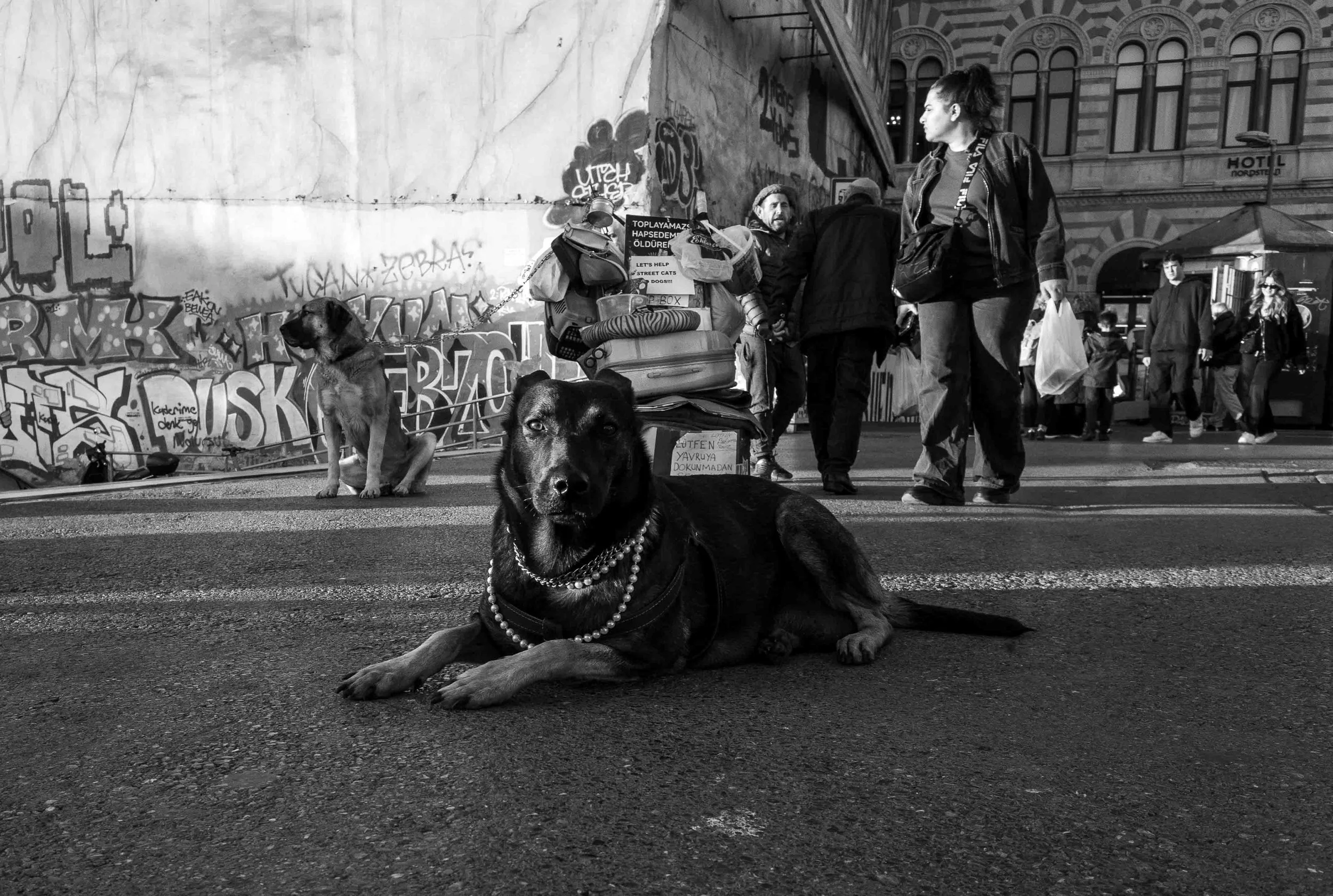 A large black dog with a pearl necklace lying on the street in front of a graffiti-covered wall. In the background, people are gathered, including a woman with a handbag and a man with a cart filled with supplies. The scene appears to be in an urban 