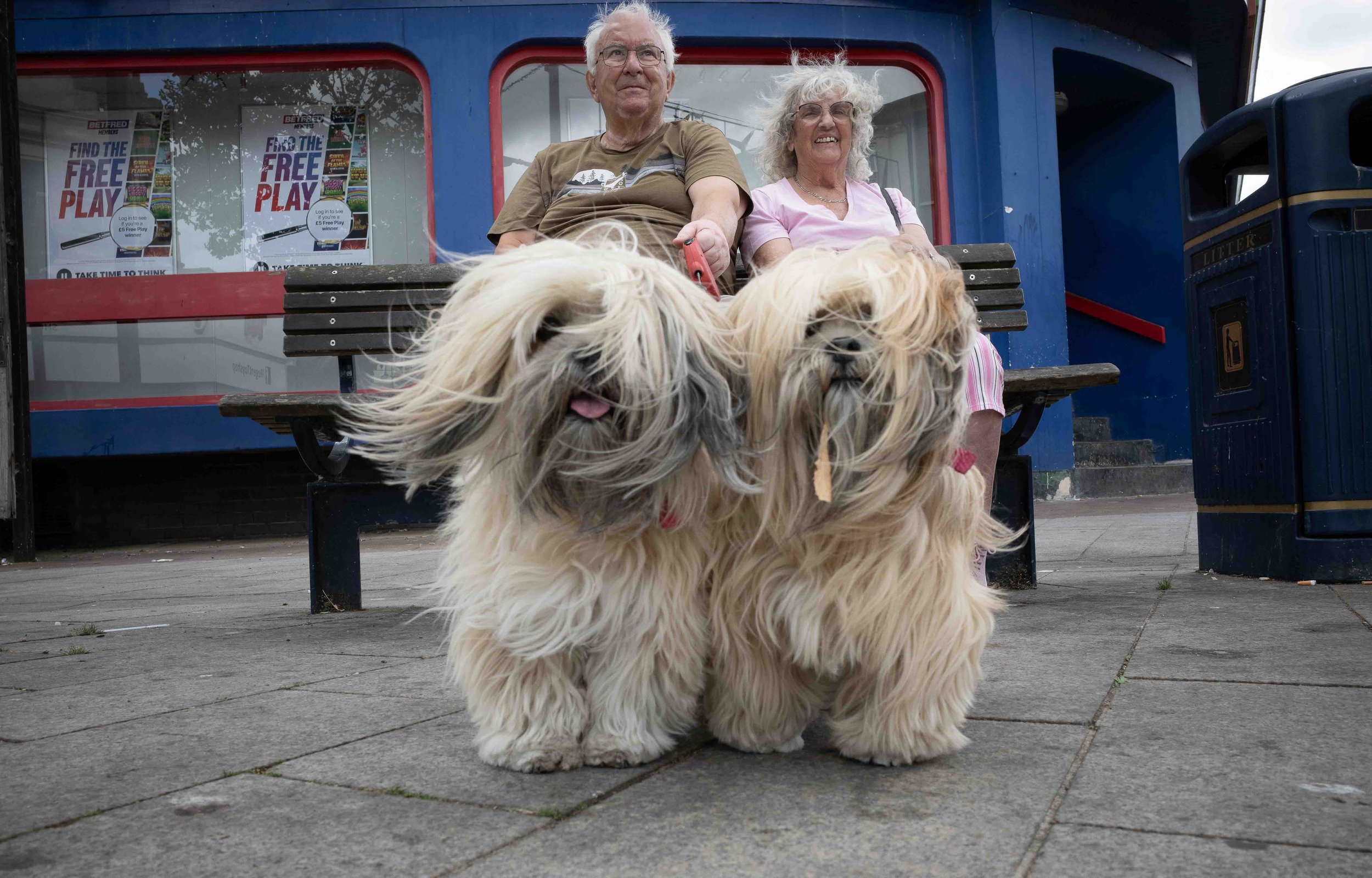 Two senior citizens, a man and a woman, sitting on a park bench with smiling expressions. The man holds a dog leash, and two fluffy dogs are in the foreground. Behind them are posters advertising a free play event in a windowed building.