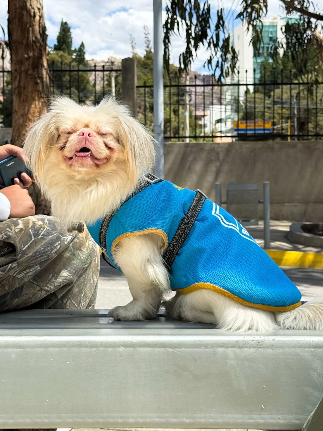 A small dog with long, fluffy, cream-colored fur is sitting outdoors on a bench, wearing a blue vest and smiling with its eyes closed.