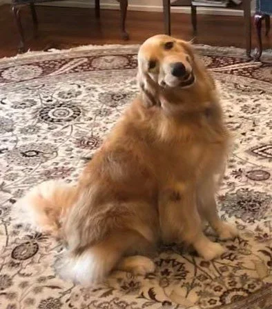 All About Dogs and Lawsuits