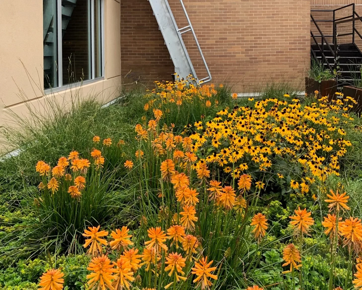 Rudbeckia Poker Atlanta Green Roof.webp