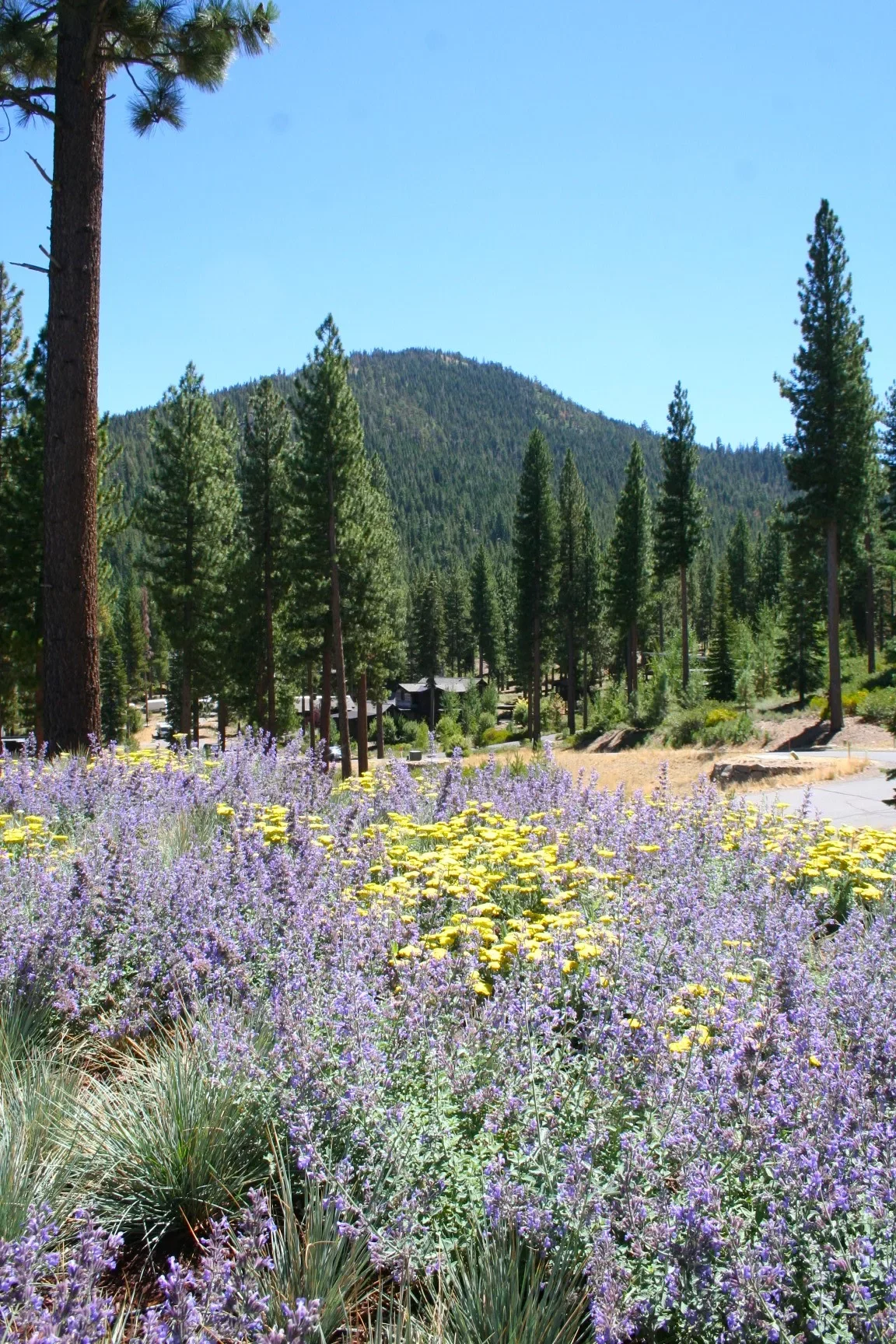 Truckee Green Roof.webp
