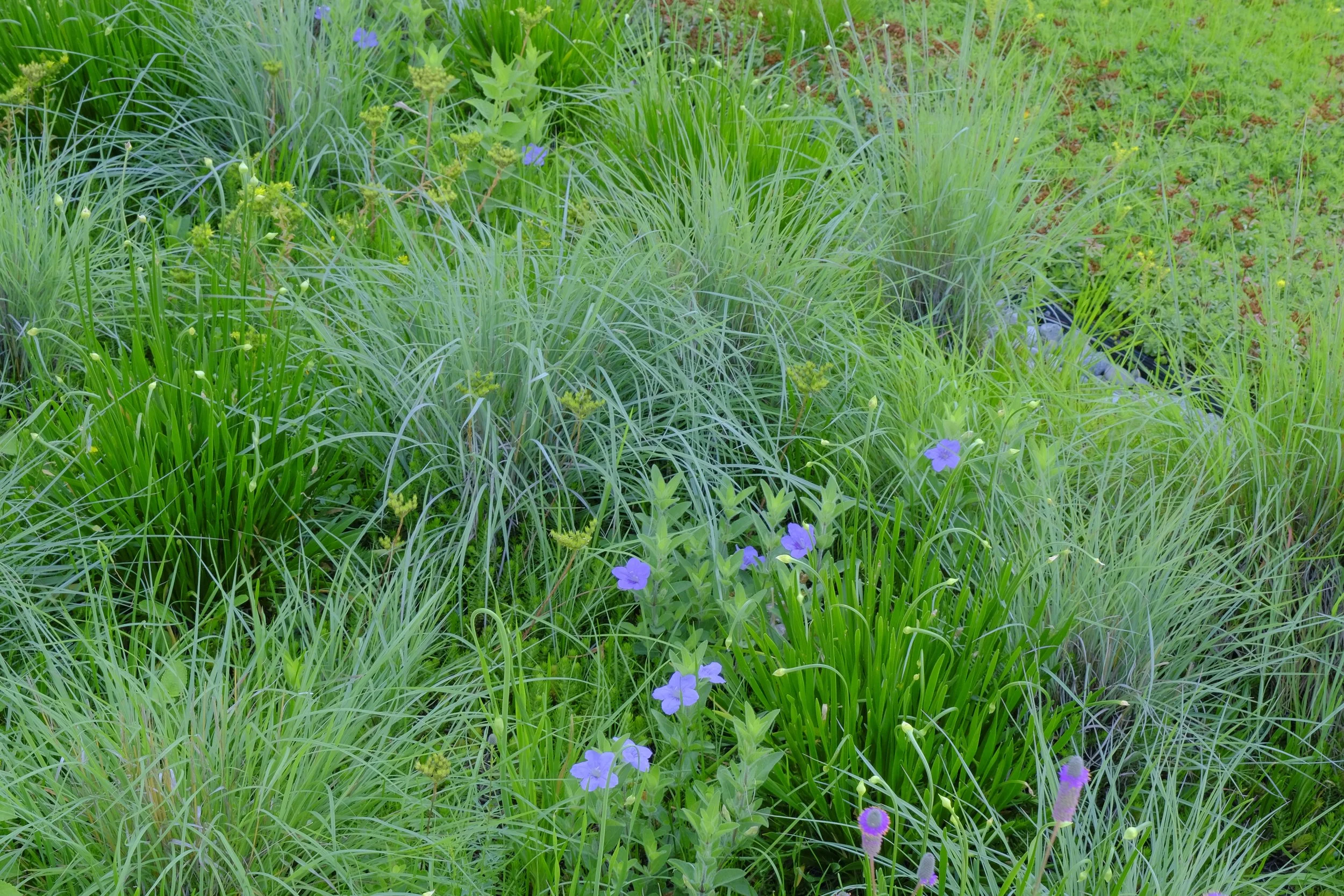3300 Bloor West 3839 perennial mix July 2023 Ontario.JPG