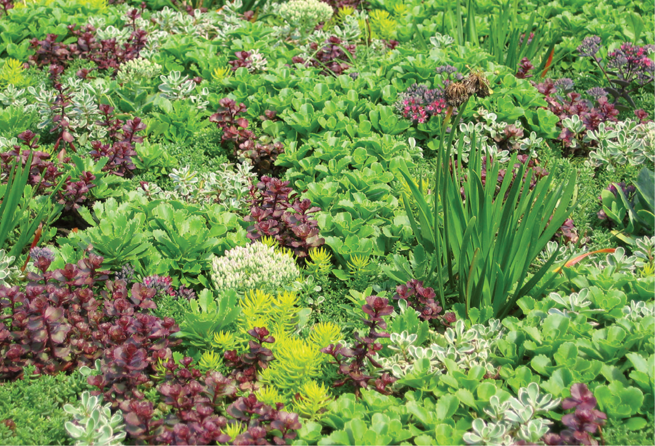 Sedum Allium Image.png