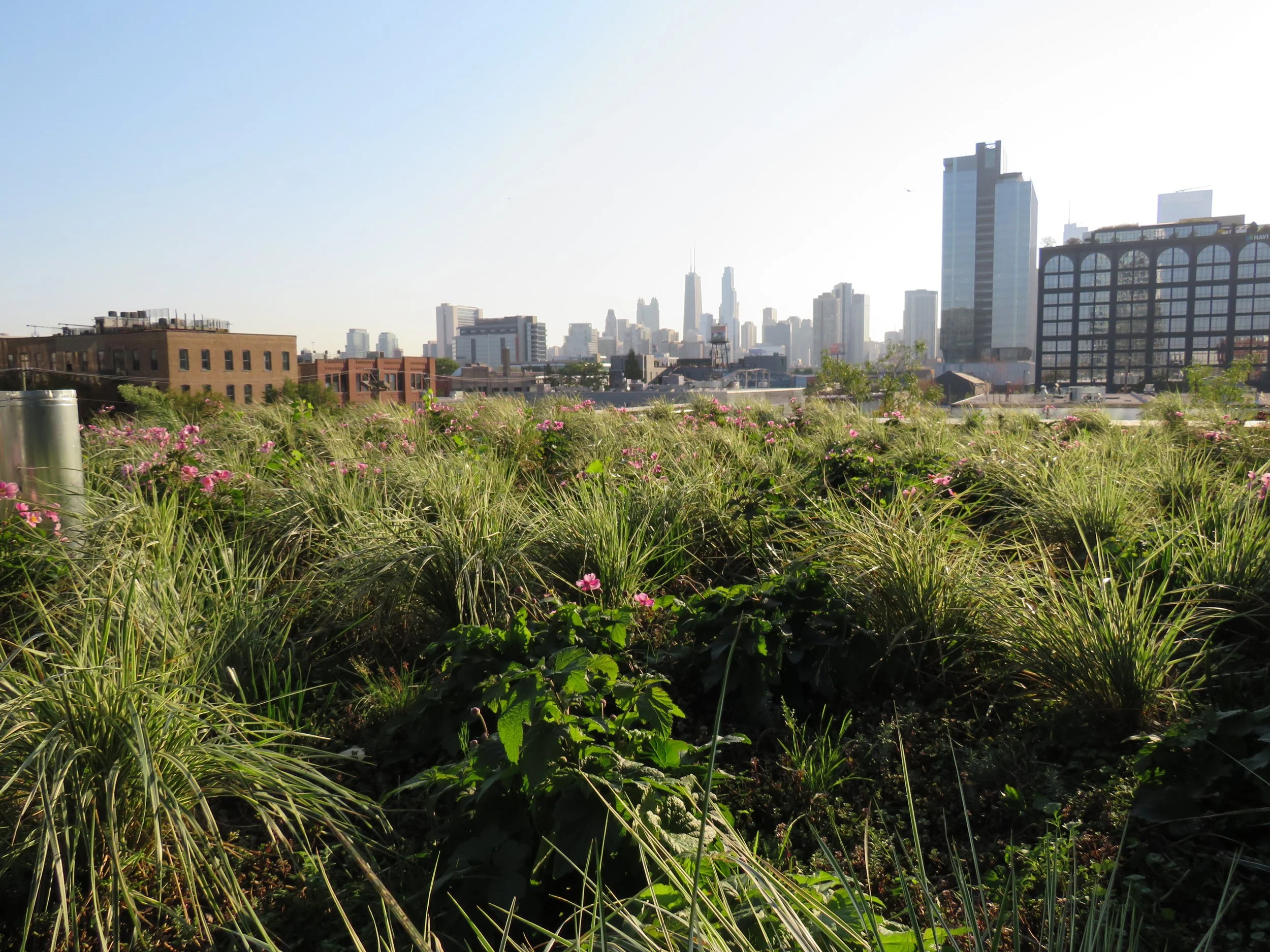 IL, Chicago, 1114 West Carroll, Deep (3).JPG