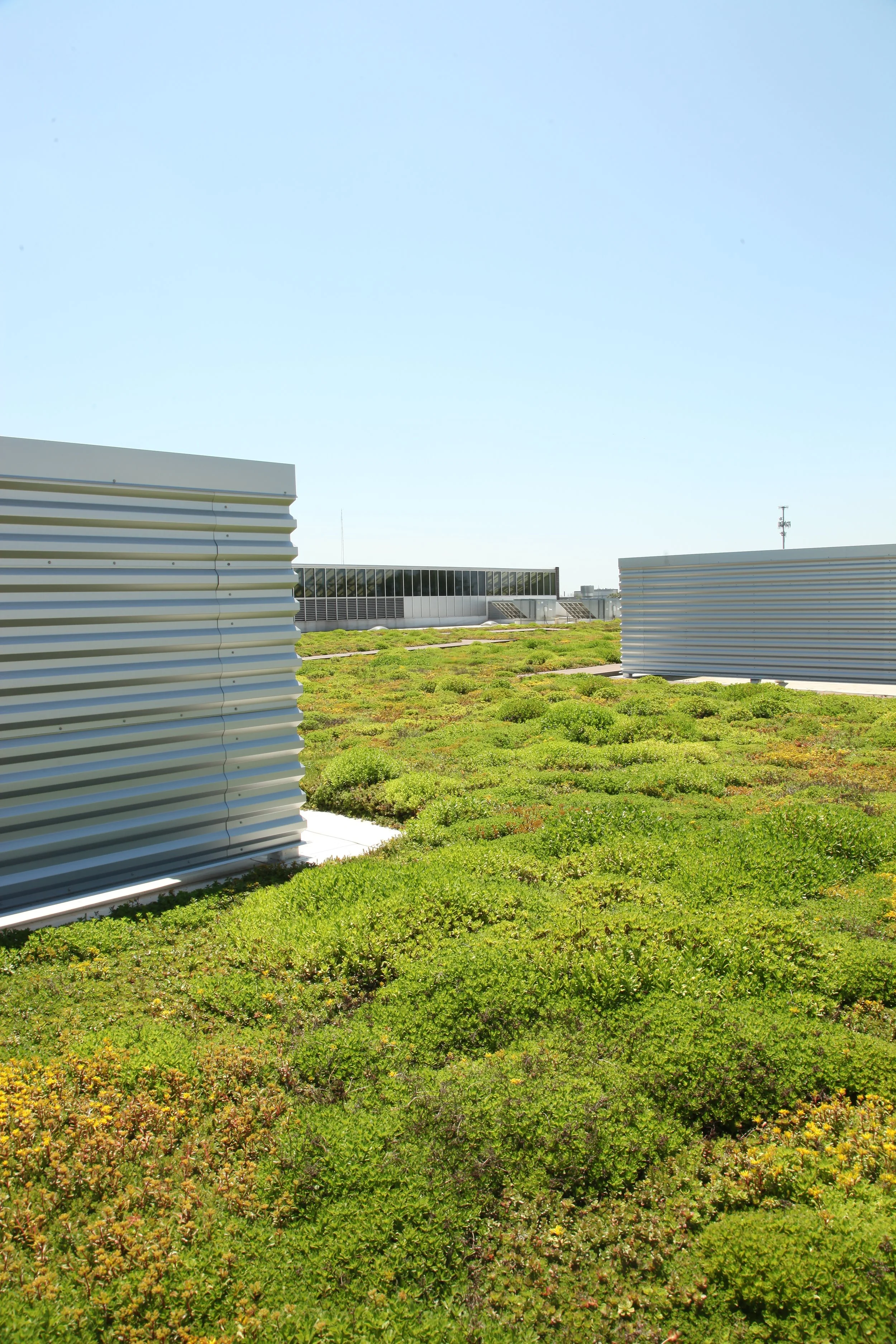 Extensive Green Roofs - by LiveRoof (17).JPG
