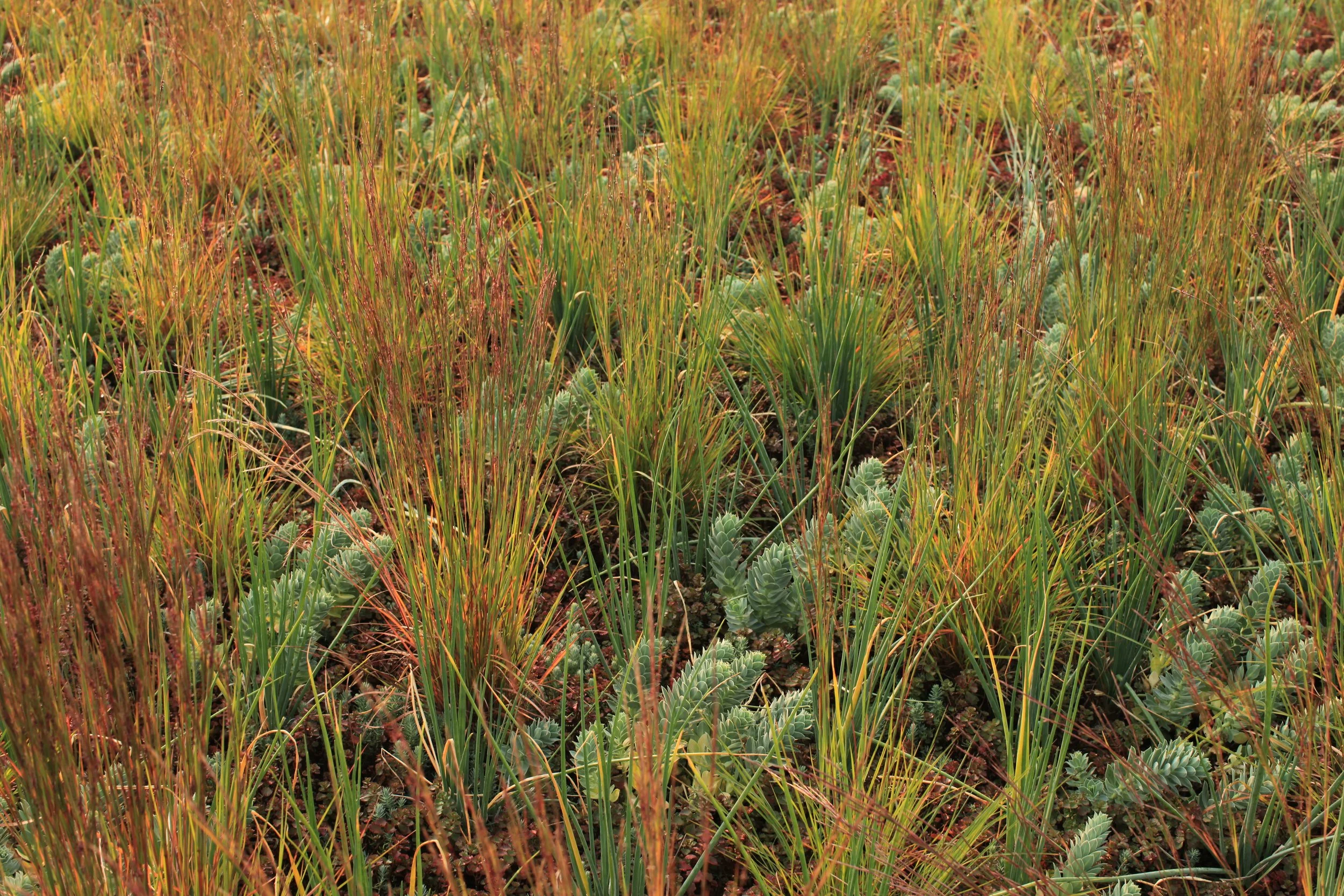 Little Bluestem Mix 9-20 (2).JPG