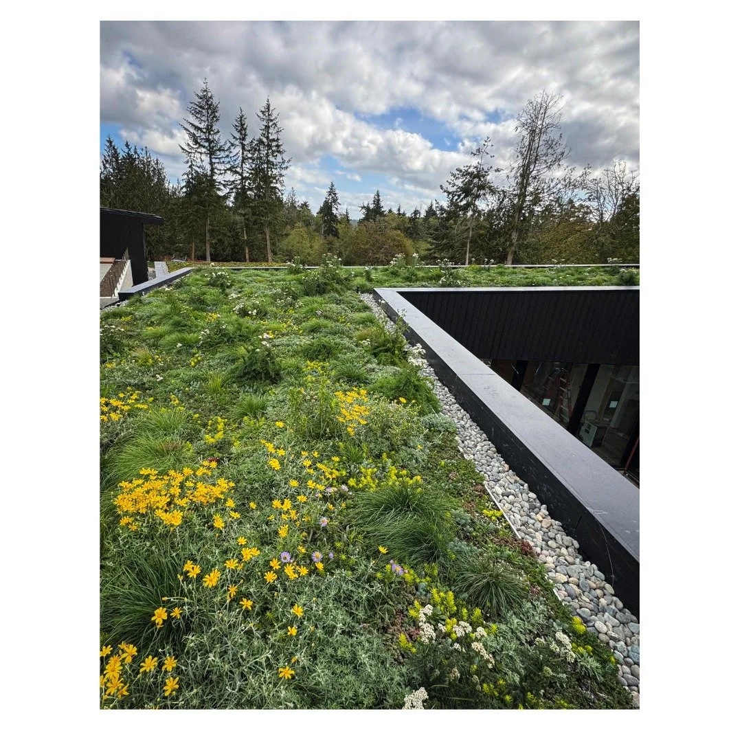 More than a view. 🌧️

#Verda
#LiveroofNorthWest
#LiveRoofNW
#LRNW 
#greenroof #greenroofing #biophilicdesign #landscapedesigns #landscapearchitecture #livingarchitecture #luxerylandscapes #seattle #PNW #PNWlandcapses