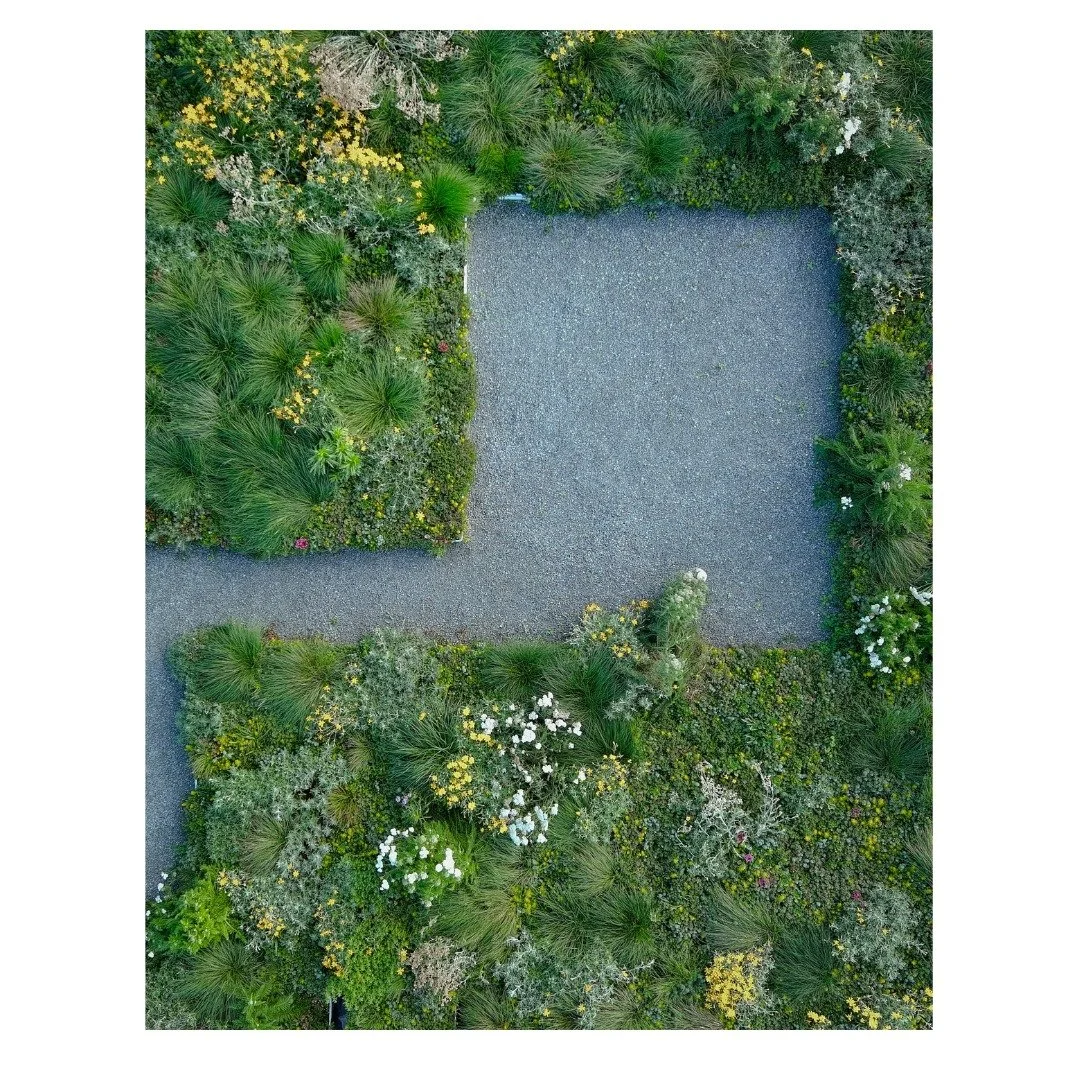 Meet the Mix: Whidbey Island Mix 🌾 
A salty-haired, wind-kissed beauty inspired by the coastal meadows of the Pacific Northwest. She&rsquo;s got grit, grace, and just the right amount of sun-soaked charm.

This mix features:

* Native Camas (Camassi