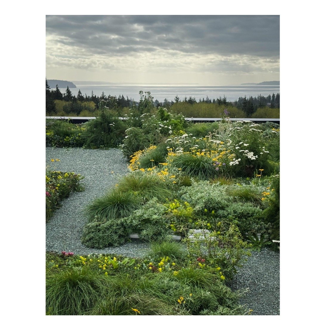 Dream clients. Epic view. Plants doing their thing.

Thanks @stevenyavanian for letting us bring your vision to life. 🌱

#luxurydesigns
#luxuryhomebuilder
#architecturedesign
#customhome
#landscapearchitecture
#ecoroof
#nativeplants
#biodiversity
#V