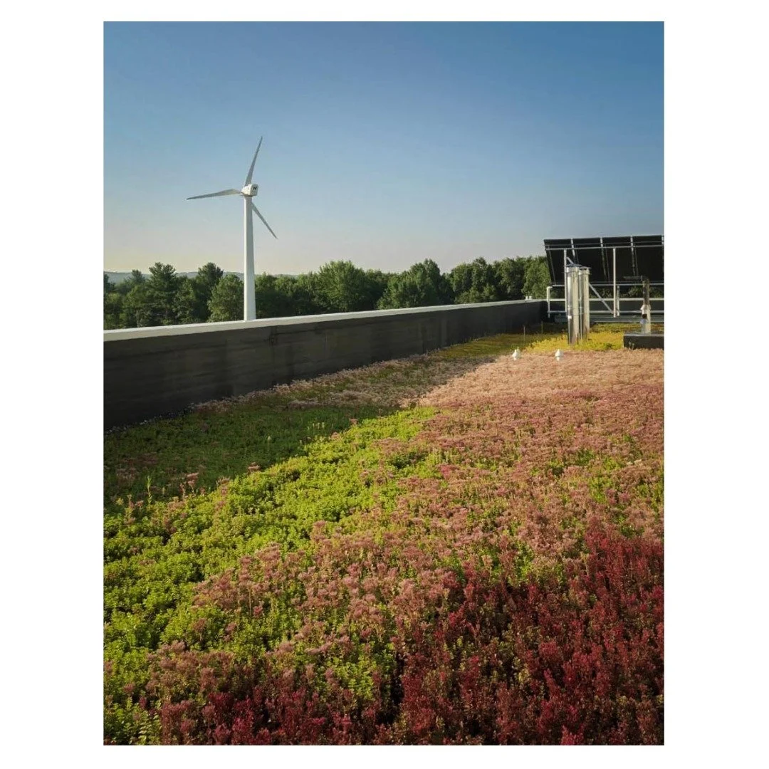 Why do we love sedums? They are drought-tolerant 🌵 pollinator-friendly 🐝 and can handle harsh environments 🌞🍃

💫 aaaannndd, they come in so many cool varieties! We LOVE to grow badass, bold, high performing varieties here at Verd&aring;. Want he
