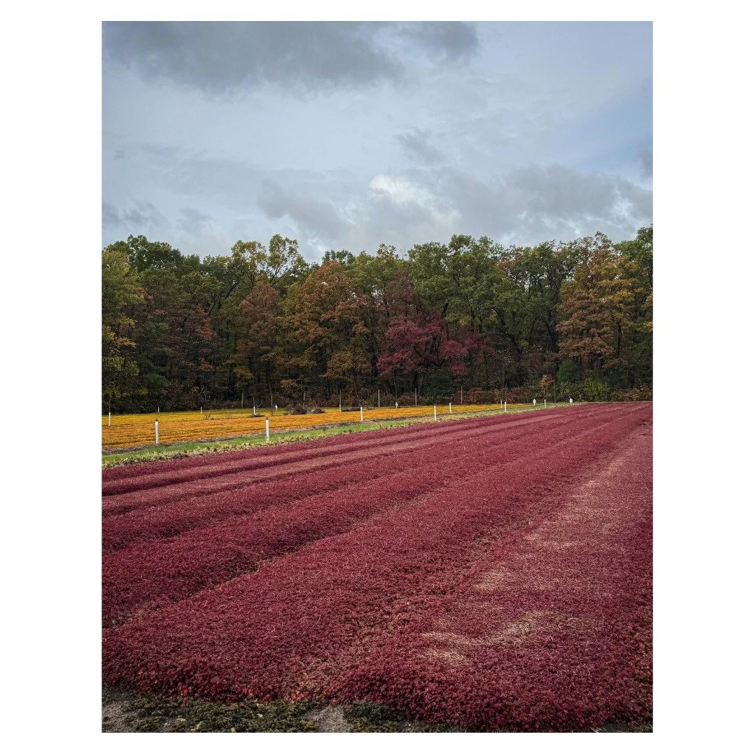 Where innovation meets cultivation. 🌿☀️

At LiveRoof headquarters, 20 growers from across the U.S. (and Canada in spirit 😉) came together to share ideas, swap stories, and see how decades of collaboration has grown a stronger, greener future.

From