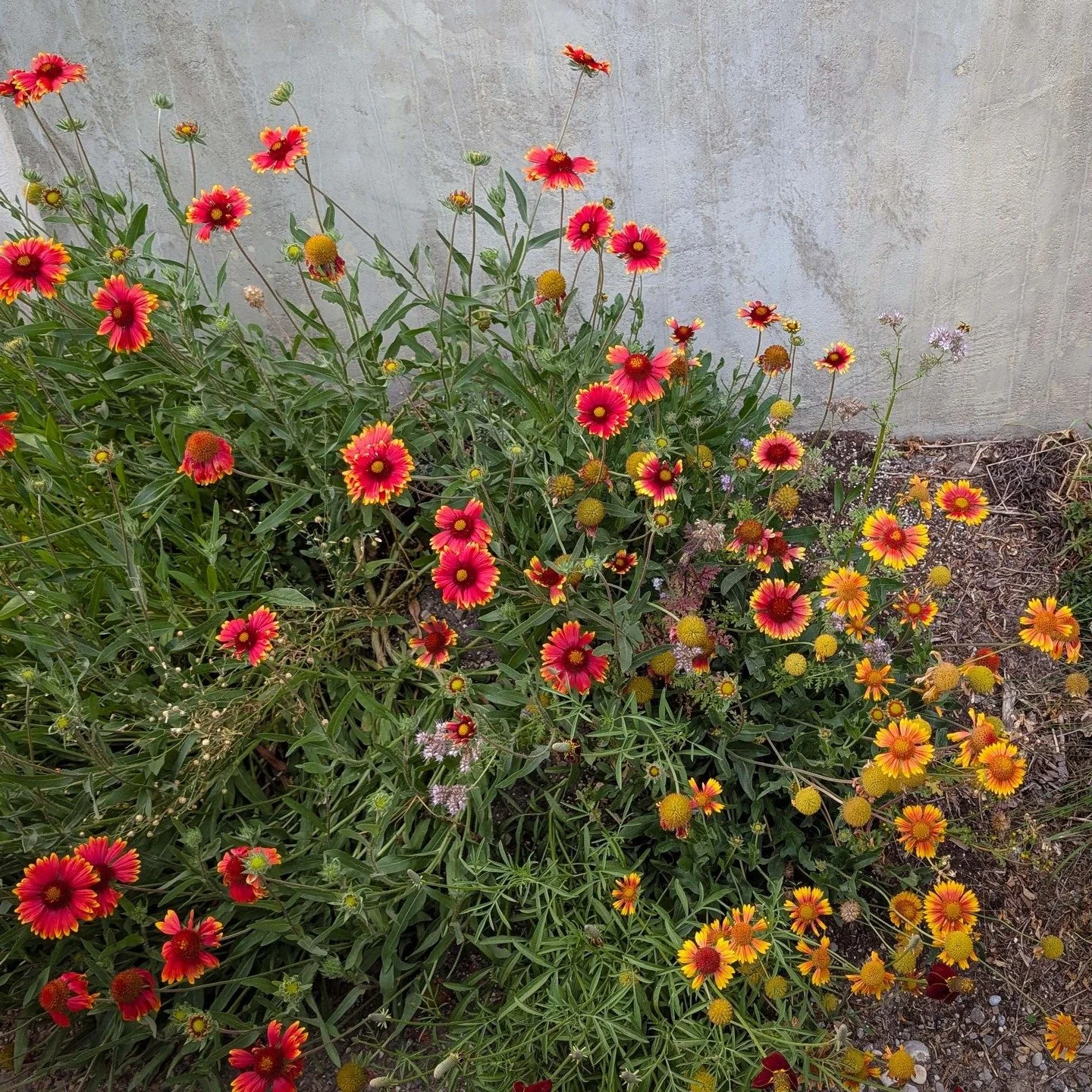 Flowers that grow together, stay together 👯&zwj;♀️ Meet Meadow Patch&trade; 

We grow flowers by the square foot so they establish quickly and naturalize much quicker than starting from seed! See our link in bio for more info! 

#Verda
#Verdagardens