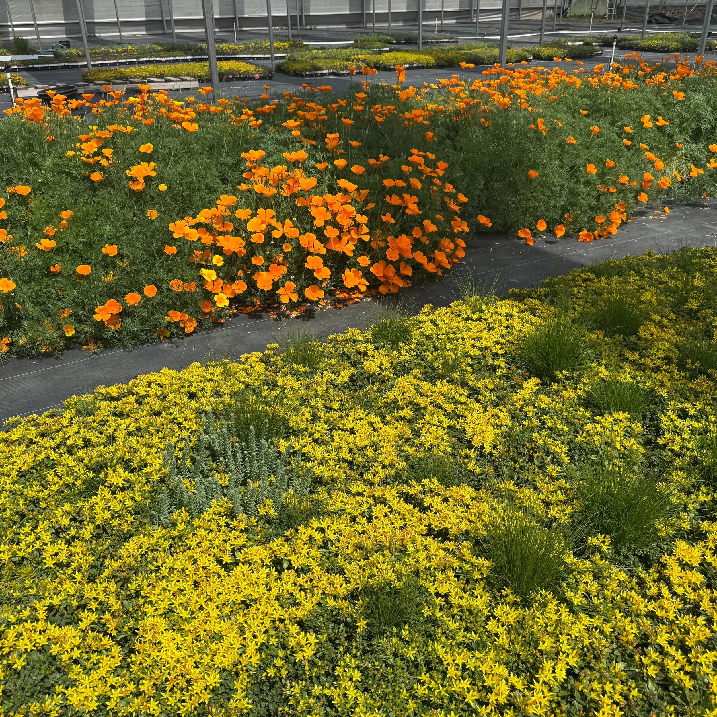 It's springtime in the Greenhouse! 🌼We've got a lot of new things growing! See our link in bio for our line up of Meadow products for both the Pacific Northwest &amp; Rocky Mountain Regions! 

#Verda
#Verdagardens
#LiveroofNorthwest
#LiveroofNW
#LRN