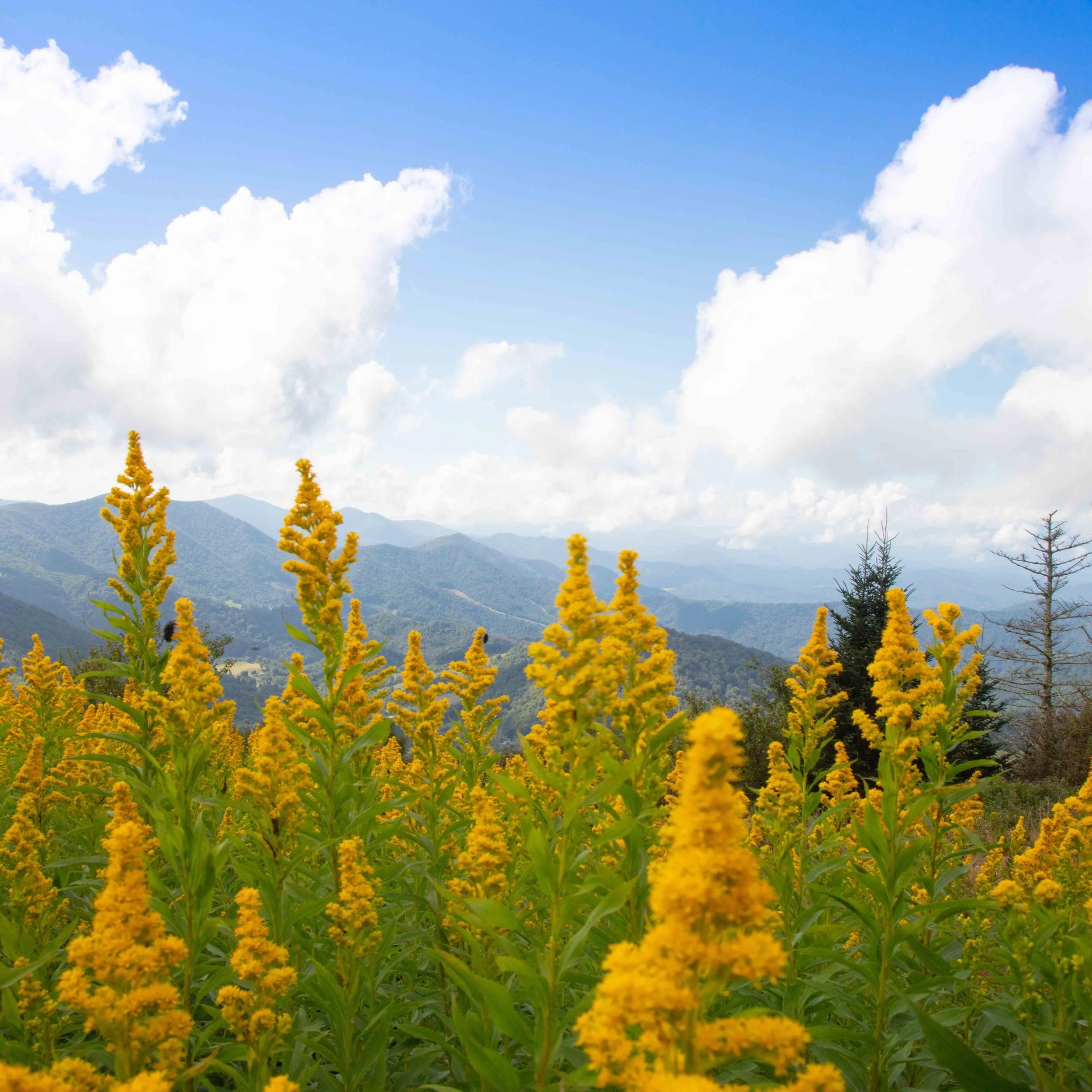 Solid Floral Mountain Inspo 💛 
Solidago canadensis 💛 Solidago // latin for becoming whole, alluding to the medicinal properties. Canadensis // latin for coming from Canada 🇨🇦

#Verda
#Verdagardens
#LiveroofNorthwest
#rockymountains
#coloradoscapi