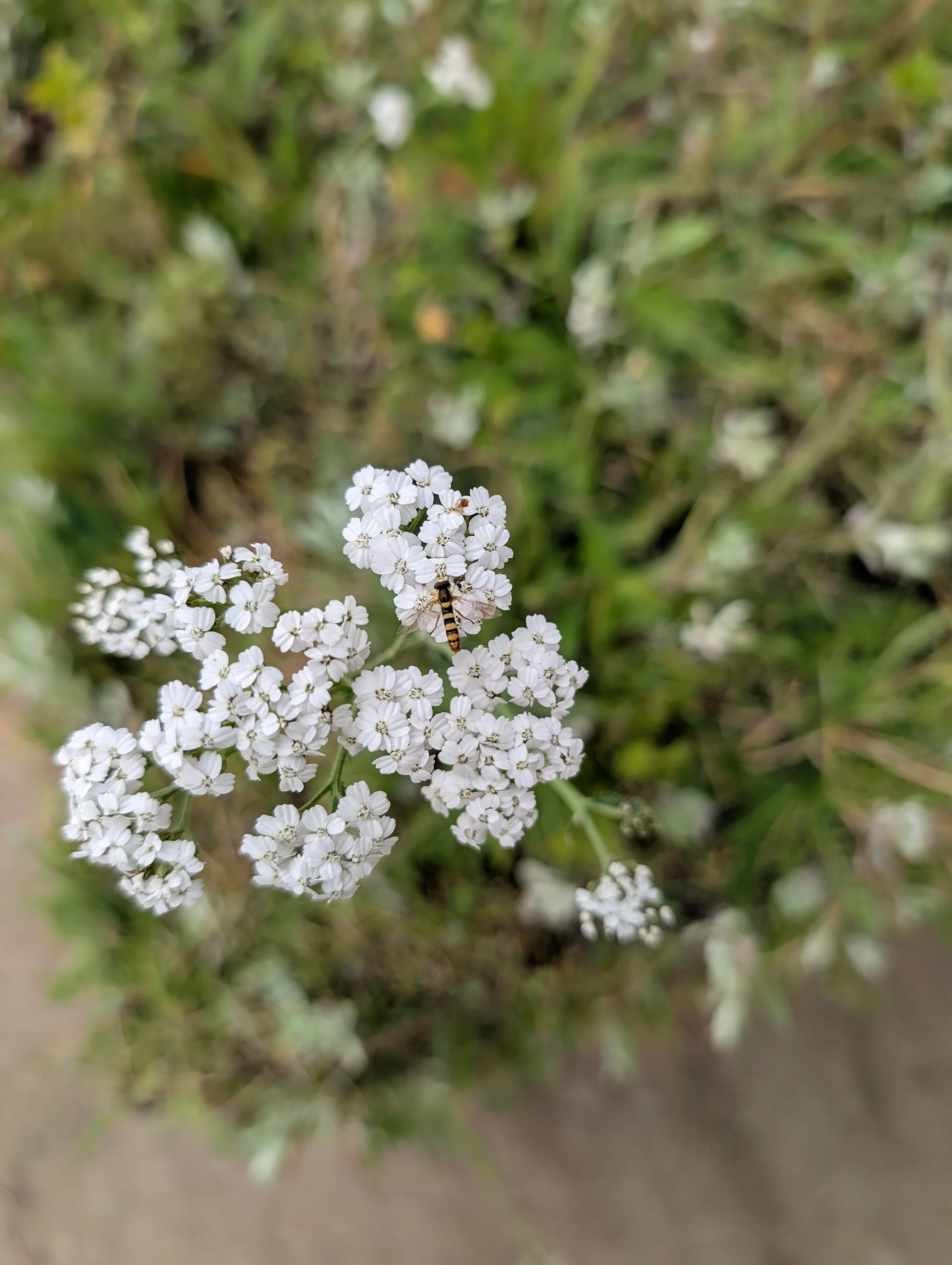 Close-up of small white flowers with a bee on one of the flowers, green blurred background.
