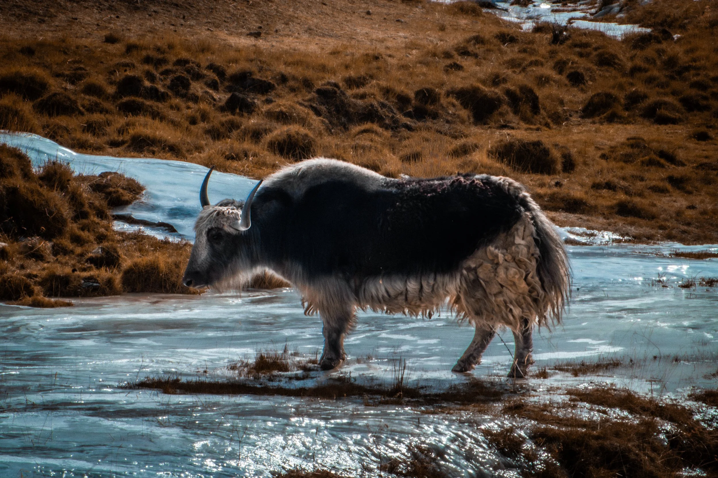 Un yéti ou une créature mythique, ressemblant à un animal, marche dans un environnement froid, près d'une rivière ou d'un lac gelé, avec une forêt ou des collines arides en arrière-plan.