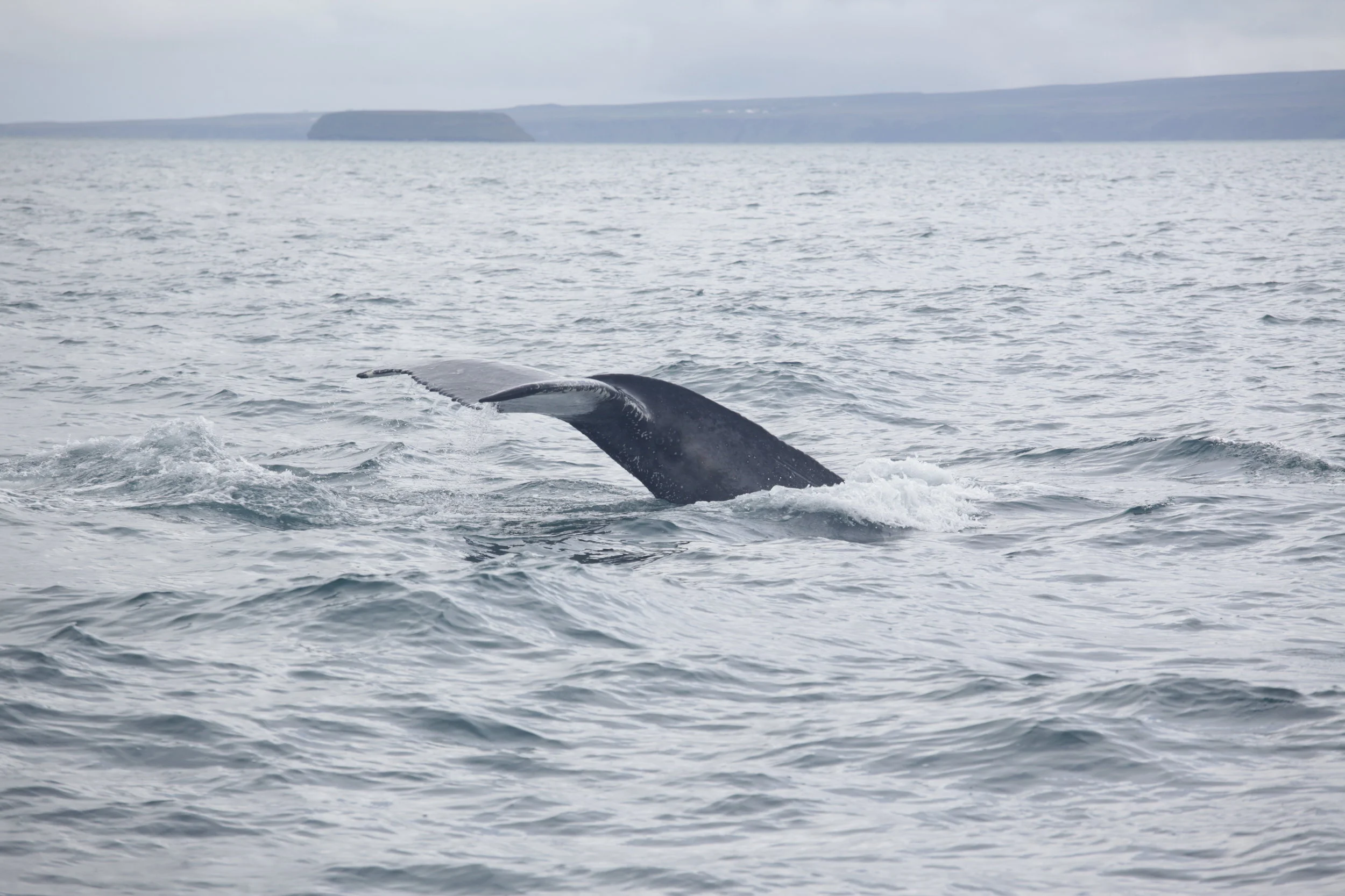 A whale's tail is visible above the water as it dives into the ocean.