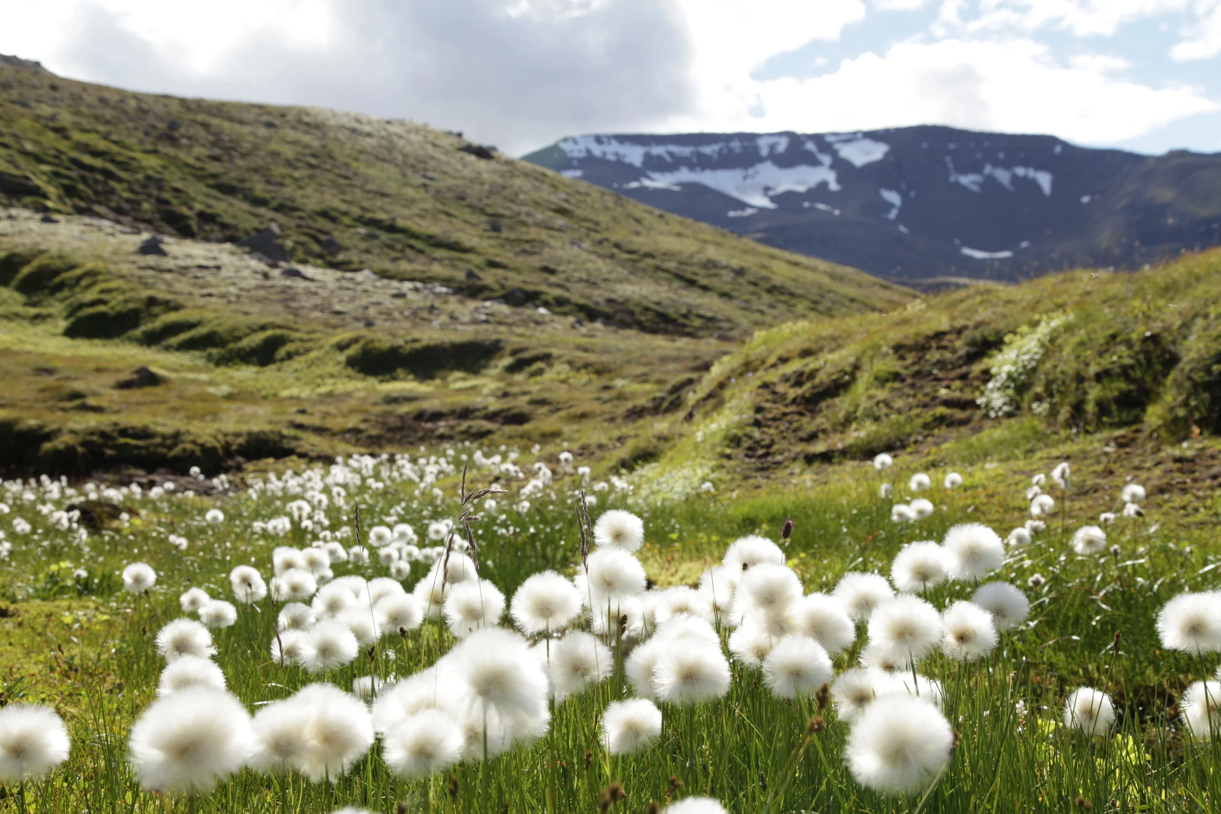 A meadow filled with white fluffy flowers, surrounded by green hills and mountains with patches of snow and a partly cloudy sky.