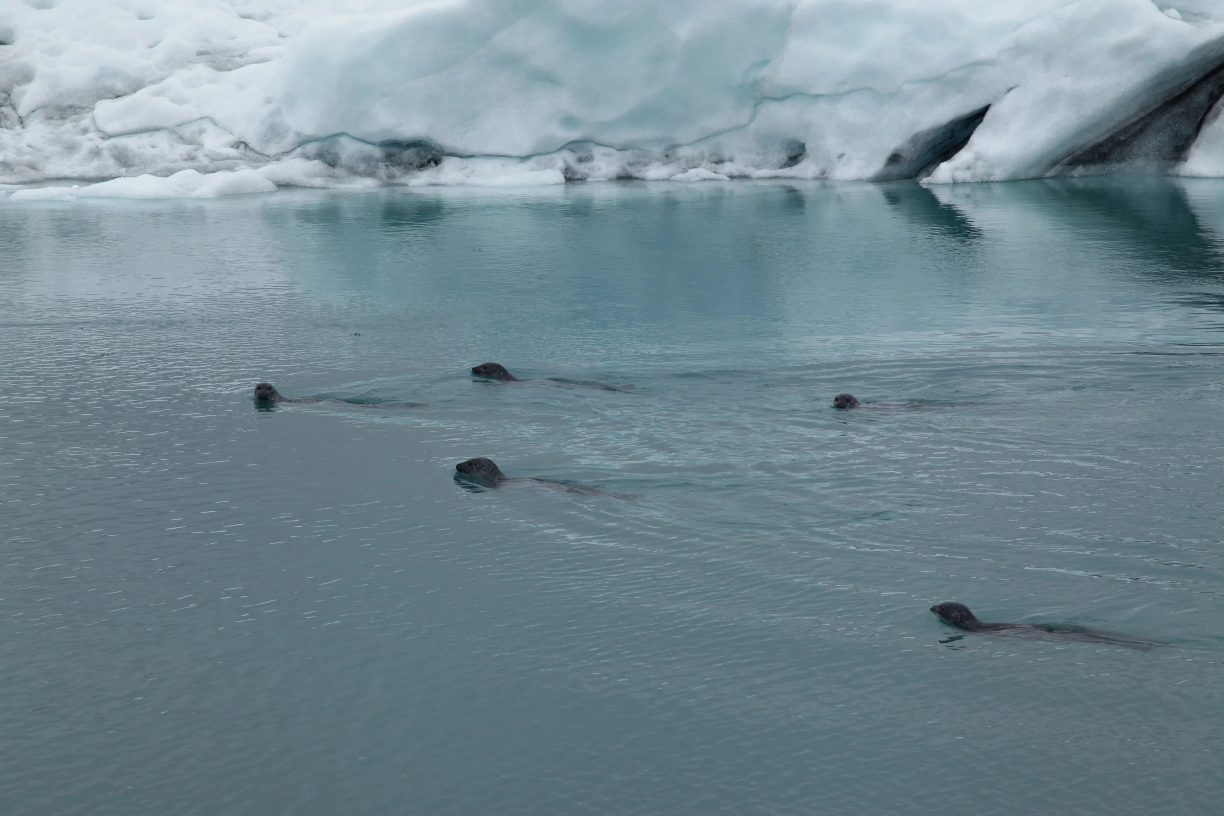 Six seals swimming in icy Arctic water near icebergs and glaciers.