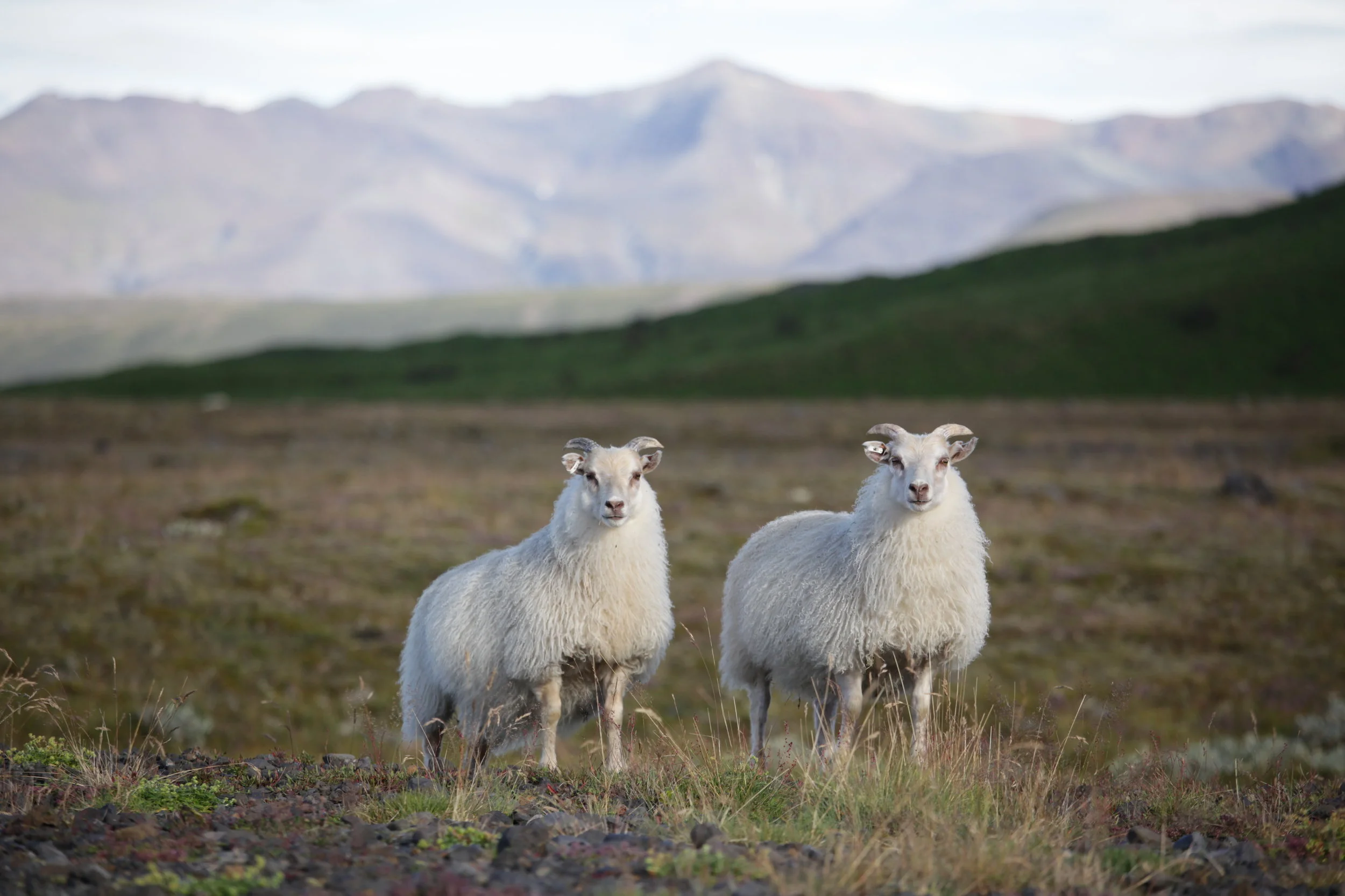 Two sheep standing on grassy terrain in front of mountains.