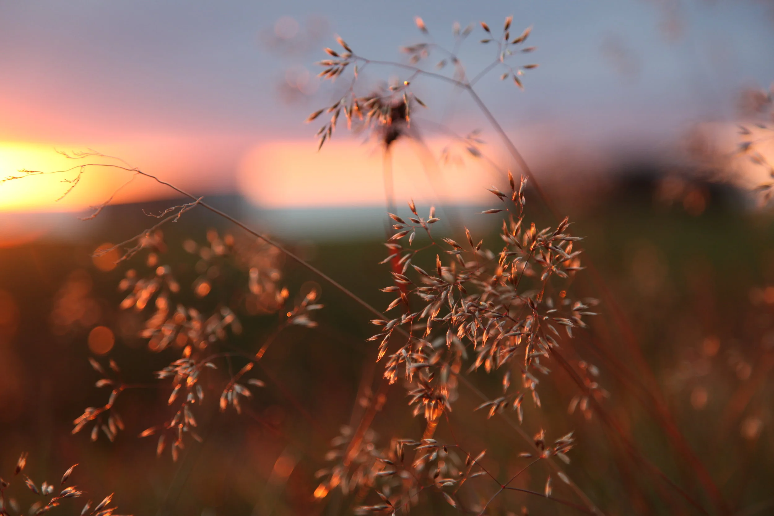 Close-up of grass during sunset with pink and orange hues in the sky.