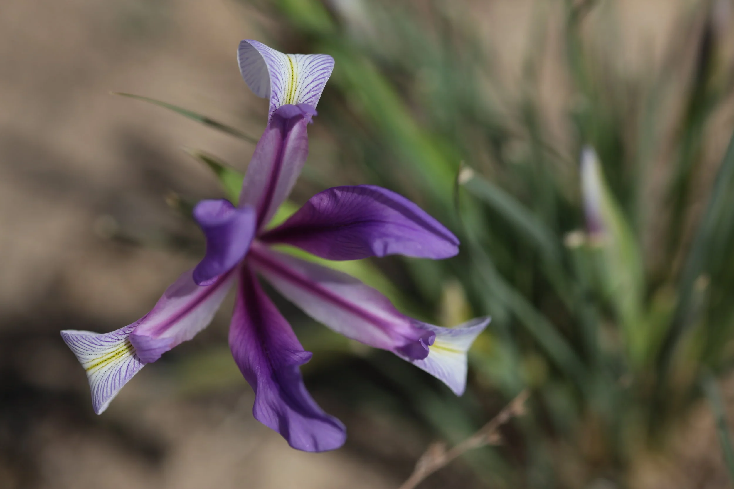 Close-up of a purple, white, and yellow flower with a blurred background.