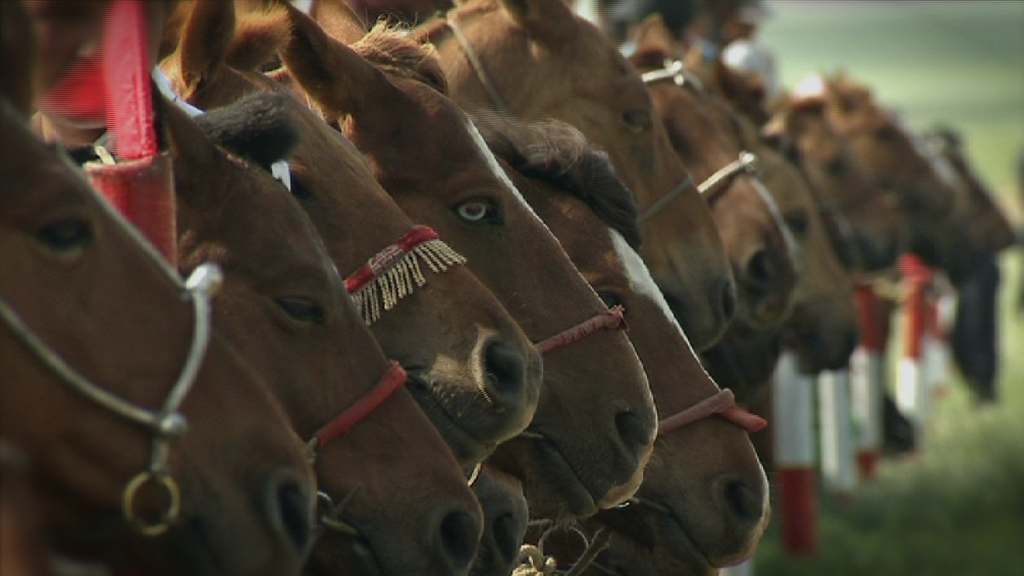 Mongolians Celebrate Muscular Past